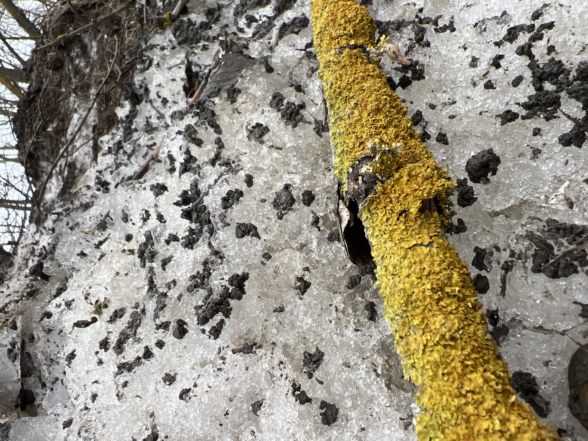 The image presents a close-up, angled view of an outdoor natural scene. Dominating the lower-mid portion of the frame is a horizontal branch or stick, completely encased in a dense, textured, bright yellow growth, consistent with a crustose lichen or moss. Surrounding this branch, and extending into the background and foreground, is a layer of granular, crystalline snow or ice. Numerous irregular clumps of dark, dark grey, or black material, resembling soil, dirt, or organic debris, are scattered across and embedded within this snow/ice layer. In the upper right background, blurred bare tree branches and dark, matted ground cover are partially visible, suggesting a wooded or overgrown area. No individuals, animals, or specific man-made structures are discernible. The specific location within the city of Unknown, Unknown cannot be determined from the visual evidence provided.