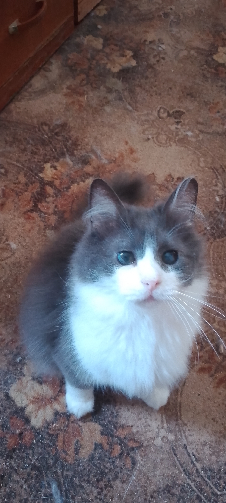A medium shot, eye-level, vertical, slightly blurry photograph shows a fluffy, gray and white cat sitting on a brown patterned carpet. The cat is facing forward, looking directly at the camera with its blue eyes open. Its ears are perked up, and its white chest fur is fluffy. The background consists of the carpet and a portion of a wooden dresser on the left side of the frame. The lighting appears to be artificial, casting a slightly bluish hue on the cat's fur. The image was captured in an indoor setting, likely a home, in Belgorod, Russia.