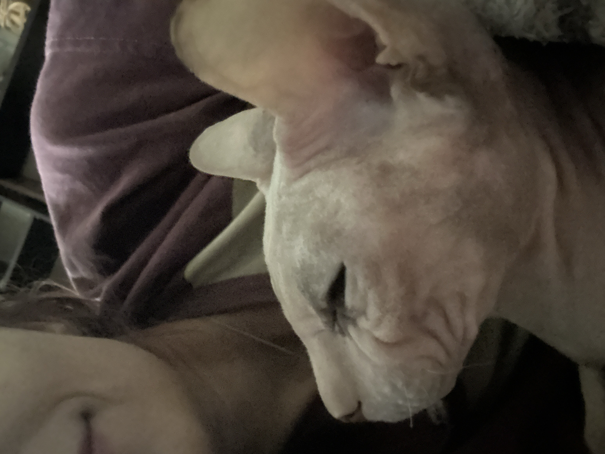 The image is a close-up, indoor, horizontal shot. The foreground is dominated by a Sphynx cat, facing left, with its eyes mostly closed. The cat's skin is a light pinkish-tan color with some darker markings around the eyes and ears. The cat is nestled against a person wearing a dark purple garment. The person's face is partially visible on the left side of the frame, showing a portion of their cheek and mouth. The background is dark and out of focus, with hints of shelves and objects suggesting an interior domestic setting. There is no discernible information in the image to indicate a specific location within the city of Togliatti, Russia.