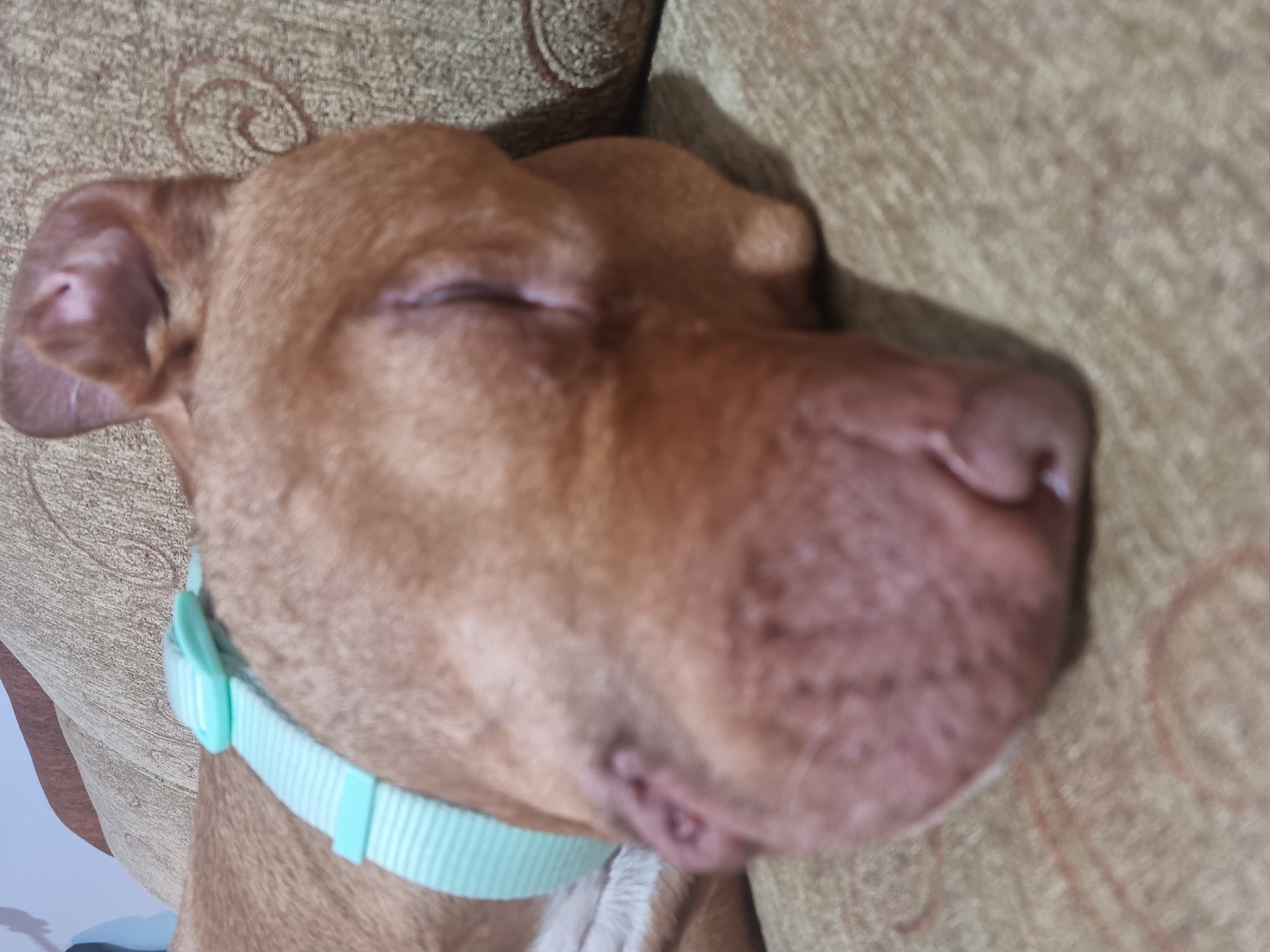 A close-up shows a tan-colored dog sleeping on a couch. The dog is wearing a light blue collar. The background consists of the couch's patterned fabric. Location: Unknown, Unknown.