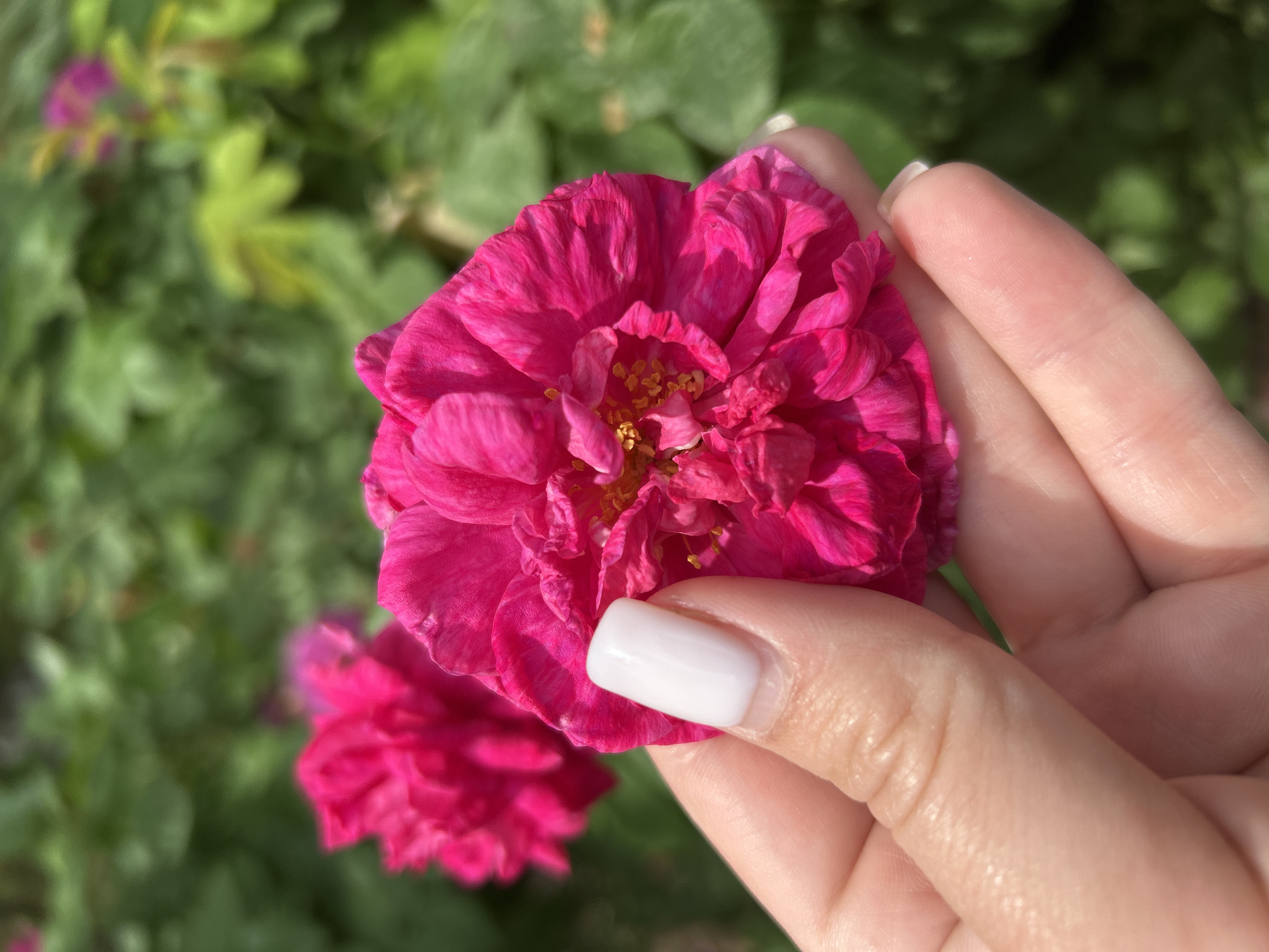 The image shows a close-up of a person's hand holding a vibrant pink rose with delicate petals and yellow stamen. The hand has neatly manicured fingernails painted in a milky white polish. In the background, slightly out of focus, are more pink roses and lush green foliage, suggesting a garden setting. The overall lighting indicates a bright, sunny day. The image does not contain any elements that would allow for specific identification of its location within Chaikovsky, Russia.