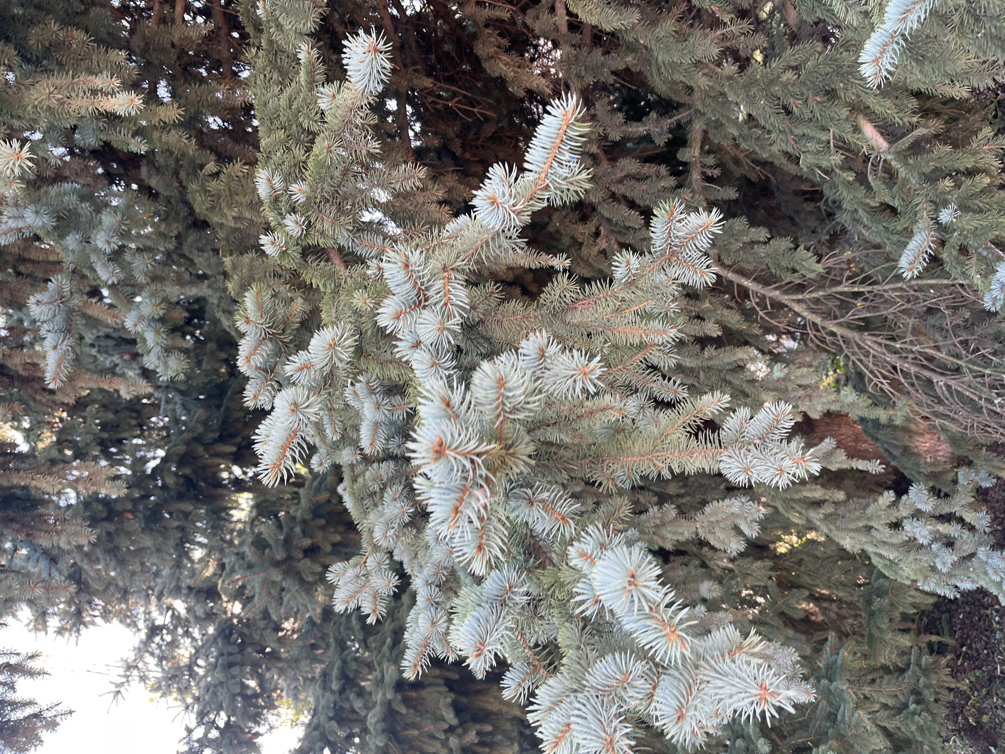 The image is a close-up, eye-level shot of the branches of a blue spruce tree. The needles are a silvery-blue color and are densely packed. Some of the branches are covered in needles, while others are bare and dry. The background is a blur of green and brown, suggesting other trees or foliage. Sunlight filters through the branches, creating highlights on the needles. The image does not contain any people, actions, or specific environmental features that would indicate a location within Blagoveshchensk, Russia.