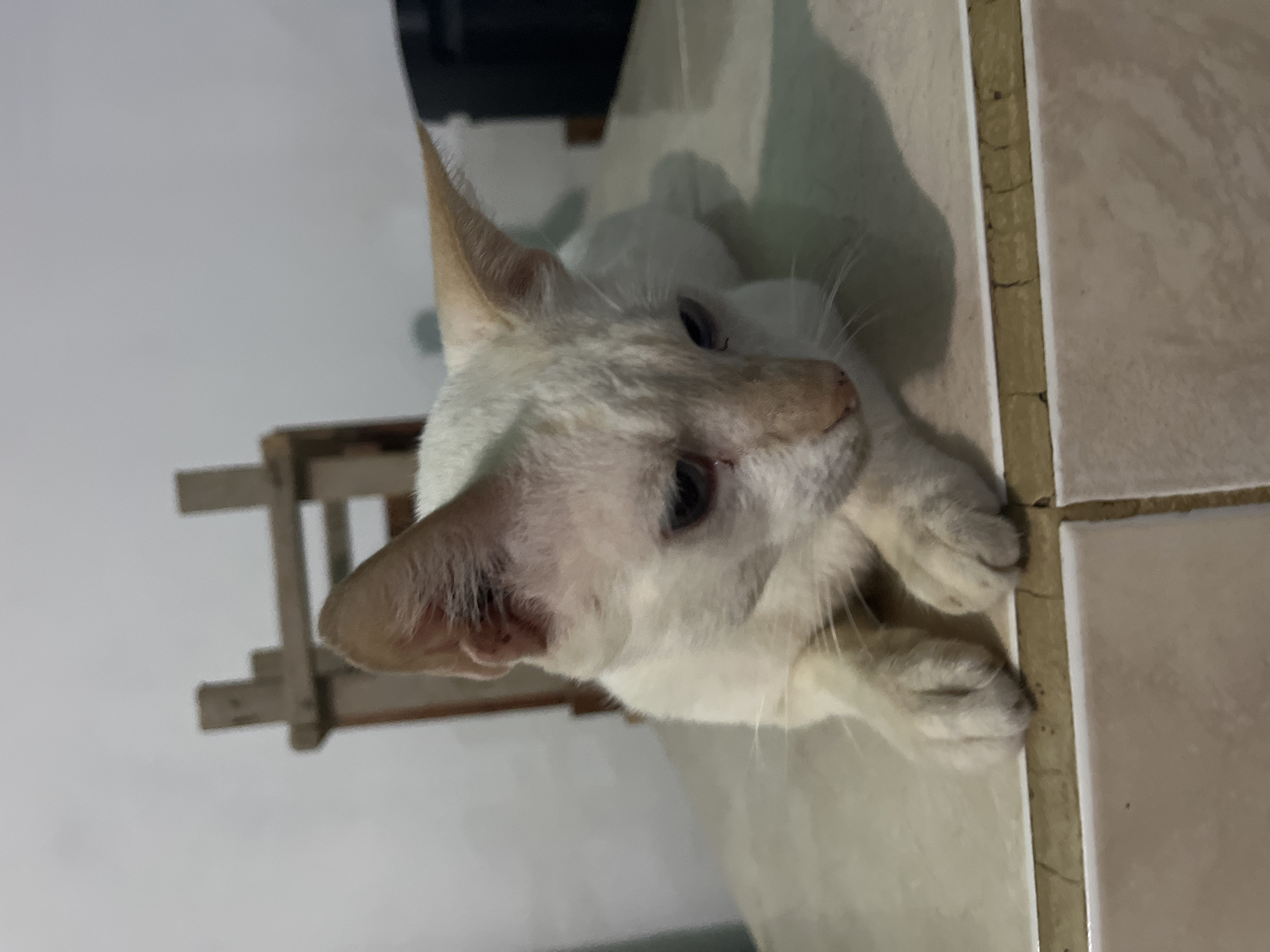 A white cat with light brown markings on its ears and face is lying down on a tiled floor. The cat is positioned on its side, with its paws tucked underneath its body. Its eyes are open and looking up and to the right. The cat appears relaxed and comfortable in its surroundings. The floor tiles are a light beige color with darker grout lines. In the background, a white wall and a portion of a wooden structure are visible. The lighting suggests it might be indoors during the day, with natural light casting shadows on the floor. There is no visible text in the image. The scene appears to be a domestic setting in Juan Griego, Venezuela.