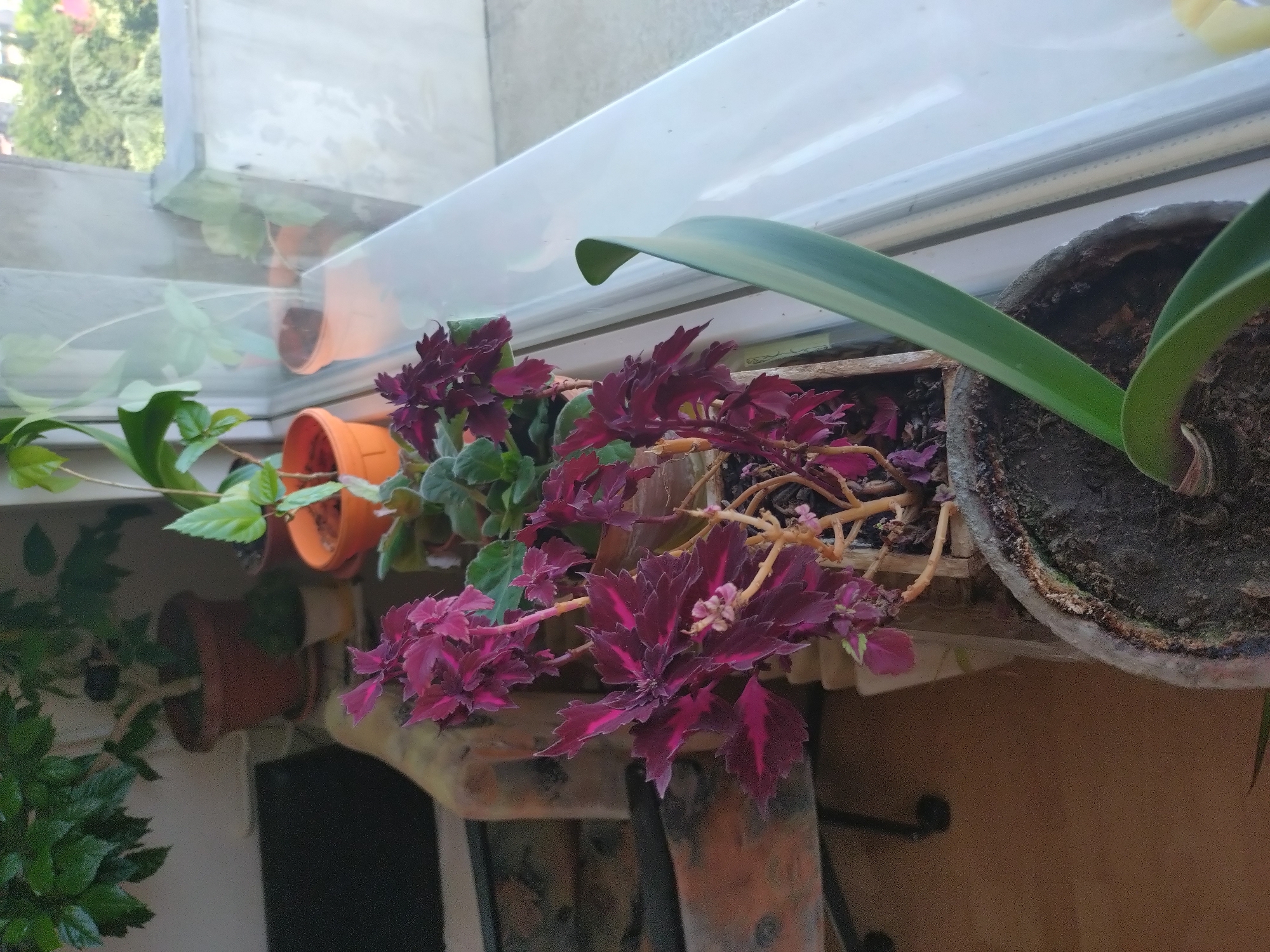The image shows a collection of potted plants situated near a window. The plants are of various types, including what appears to be an orchid with long green leaves, a plant with deep purple leaves and light purple veins, and other greenery in orange terracotta pots. The pots rest on a shelf or ledge, possibly inside a building. The background suggests an outdoor scene visible through the window. The photograph was most likely taken in Stara Zagora, Bulgaria.