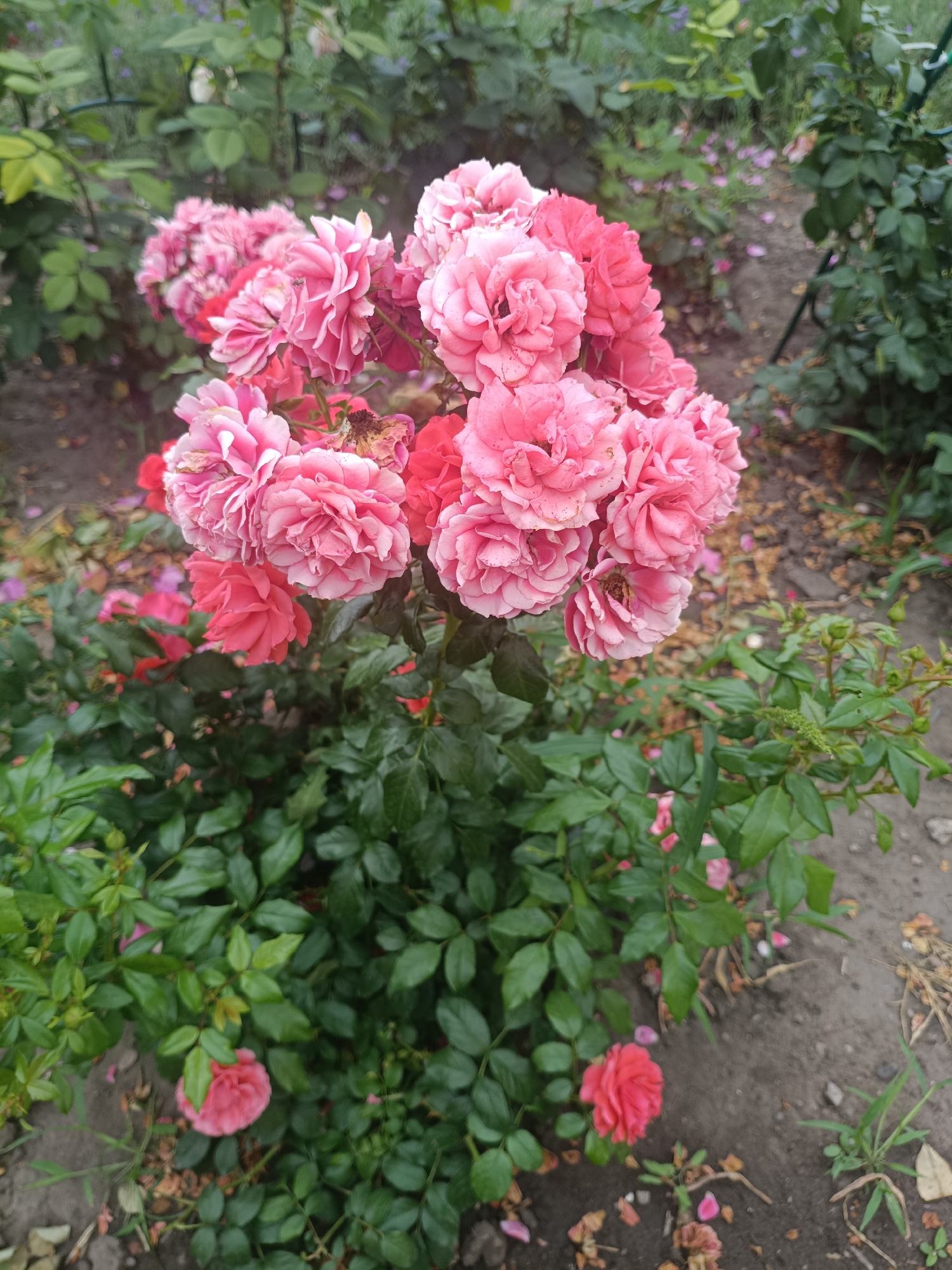 The image shows a cluster of pink roses in bloom, with green foliage and a dirt path in the background. Some rose petals are scattered on the ground. The scene appears to be a garden or park. The location is specified as Volsk, Russia. There are no people or animals visible in the image. The roses are the main subject, with their petals appearing ruffled and layered. The lighting suggests it might be daytime, with some overcast conditions.
