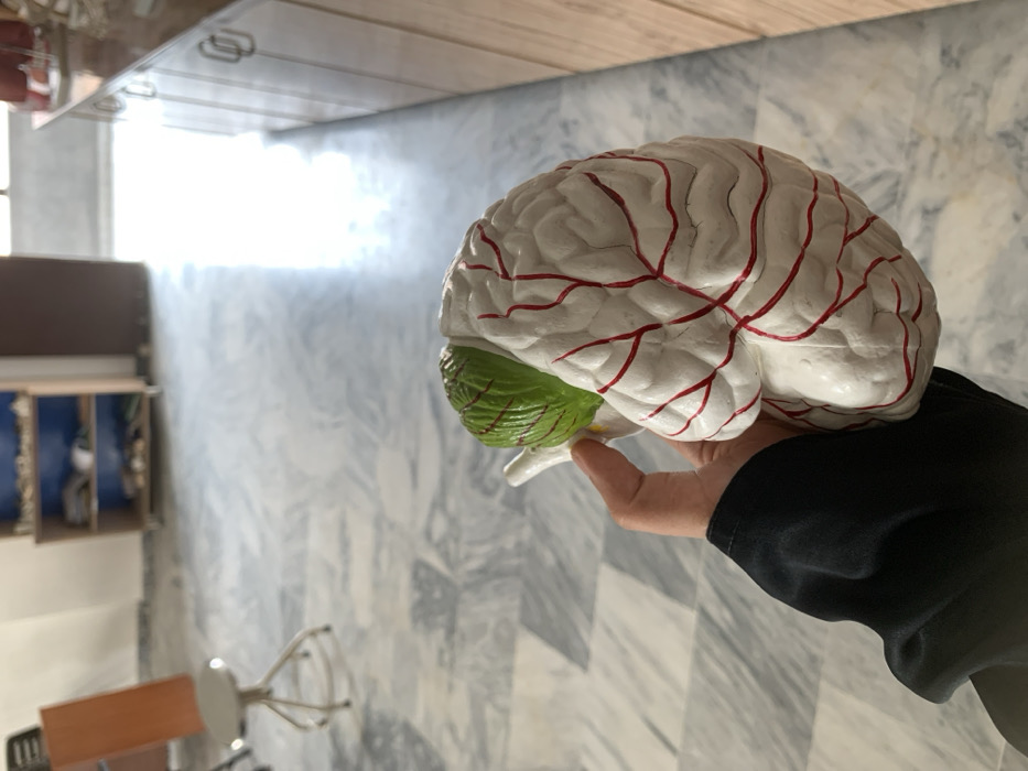 Memory