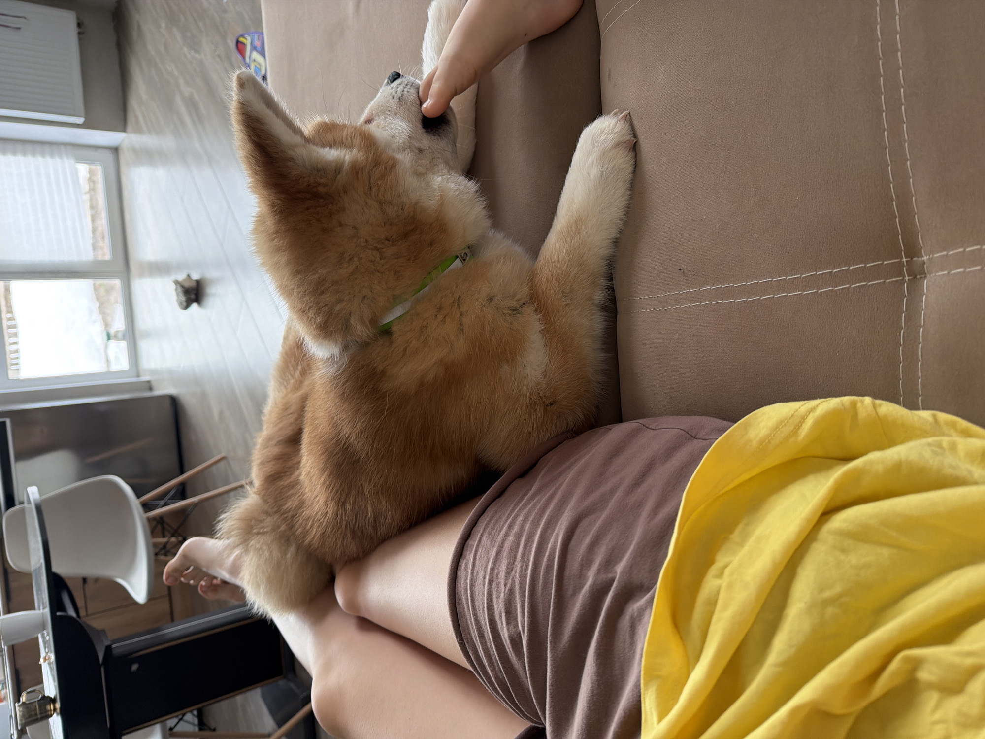 A tan and white Shiba Inu dog lies on a brown sofa, resting on a person's lap. The person is wearing brown shorts and a yellow shirt. A hand, presumably belonging to the person, is touching the dog's nose. In the background, there is a window and a white chair. The location is Chaikovsky, Russia.