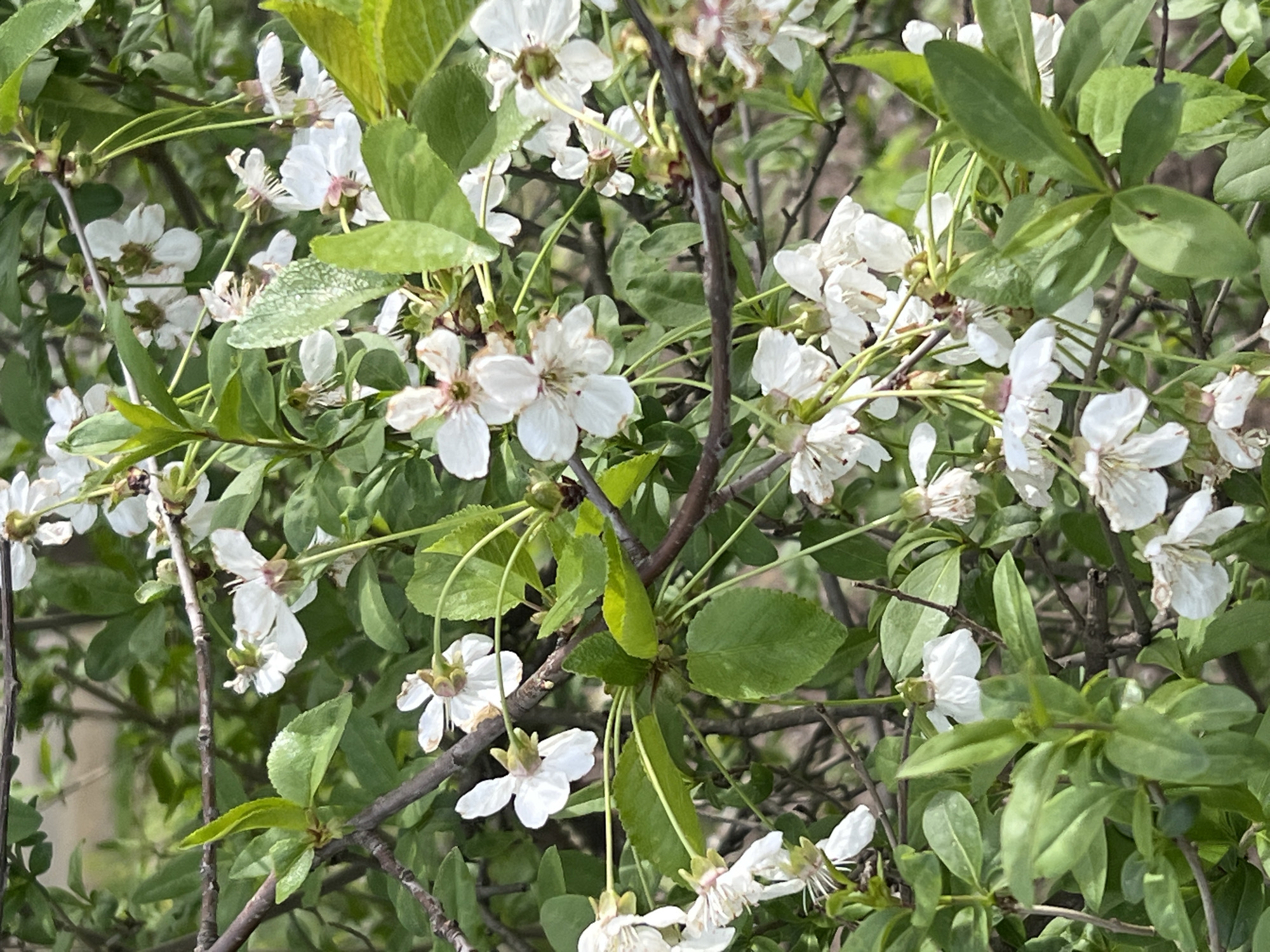 The image shows a close-up view of a flowering shrub or small tree in Odesa, Ukraine. The plant is densely covered with green leaves and white blossoms. The flowers have five petals and a slightly discolored center. The background is blurred, suggesting a natural setting. No people are visible. The overall impression is a typical scene of spring foliage in the city.