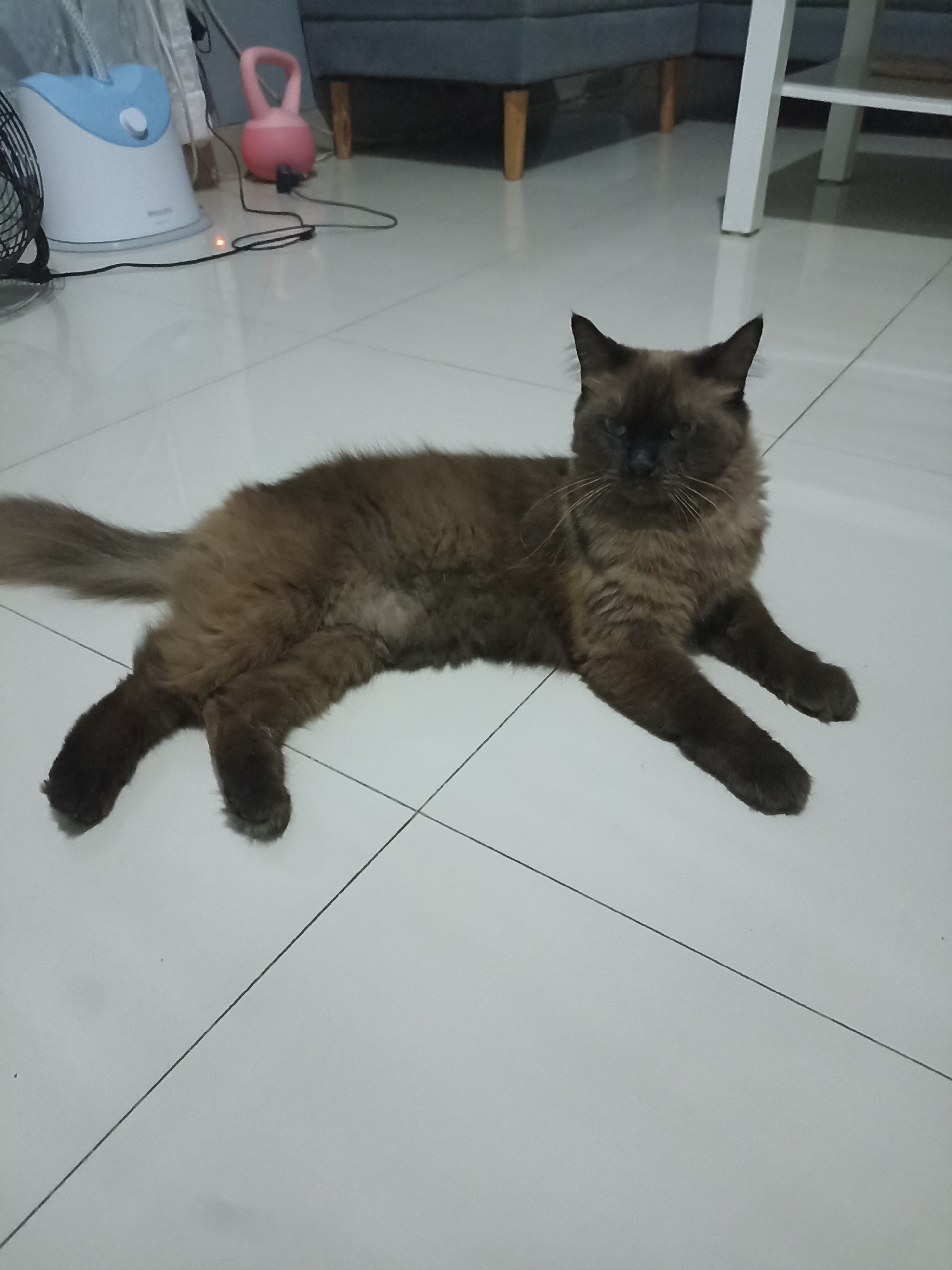 A long-haired, brown cat is lying on a white tiled floor. The cat is facing the camera, with its paws extended in front of it. In the background, there is a grey sofa, a white table, and a pink kettlebell. A blue and white humidifier is also visible. The scene appears to be an indoor setting, possibly a living room or a common area. There is no indication of the specific location in Ciomas, Indonesia.