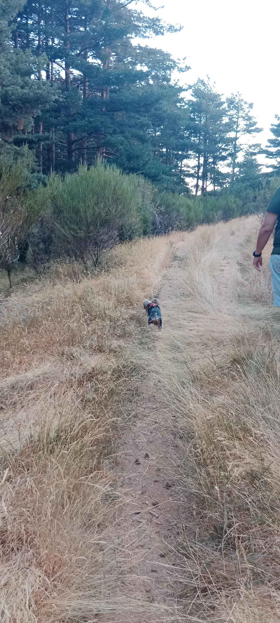 A small, dark-colored dog wearing a red and blue harness walks away from the camera on a narrow dirt path. The path is flanked by dry, golden grass and green bushes. In the background, tall pine trees form a dense forest. The scene appears to be an outdoor natural setting, possibly in the vicinity of Cerezo de Arriba, Spain, given the presence of pine trees and scrubland. A person's arm and leg are visible on the right side of the image, suggesting they are walking alongside or behind the dog.