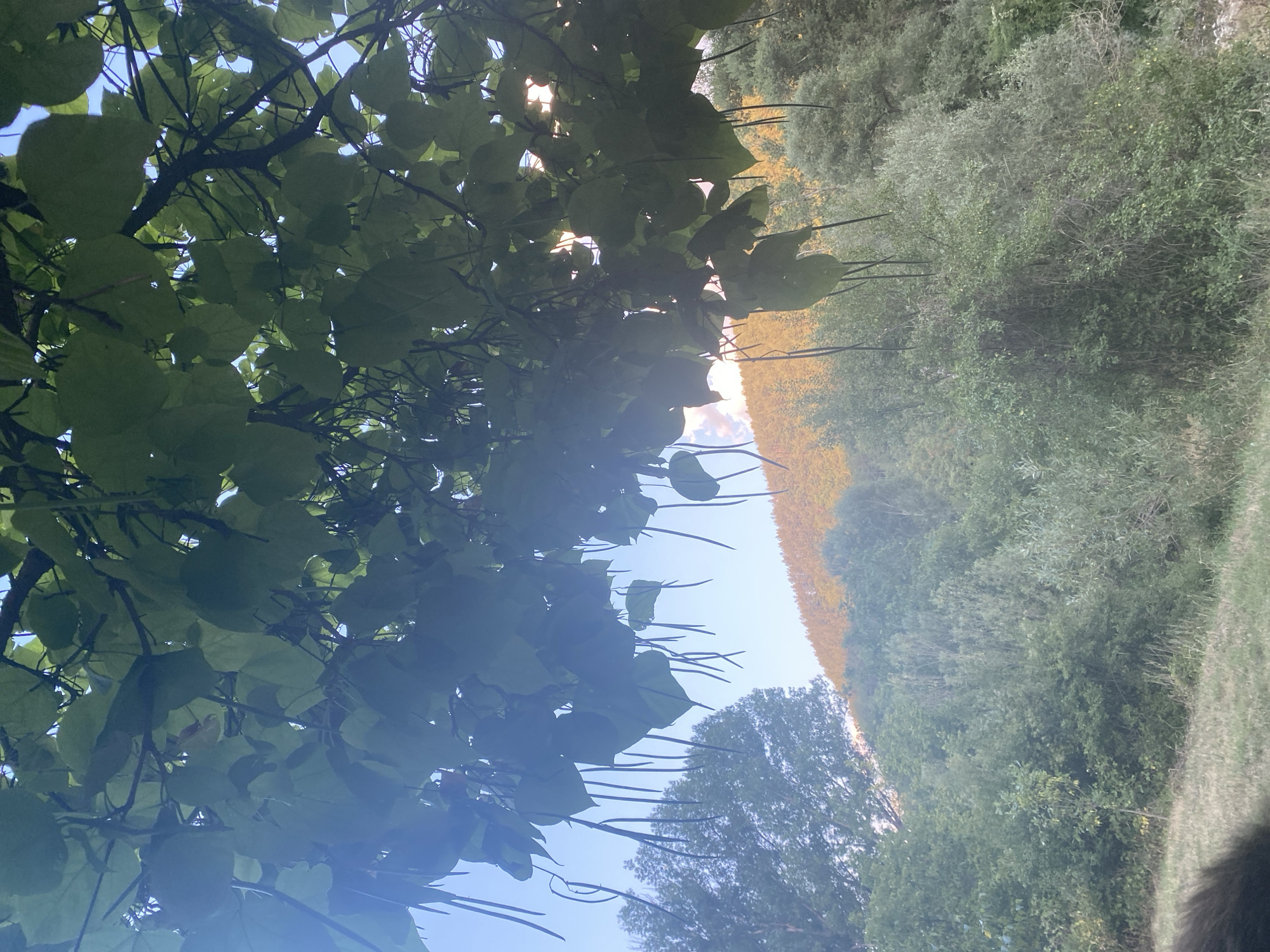 The image depicts a view looking upwards through the branches and large green leaves of a tree, with dangling seed pods. The sun is partially obscured by the foliage, creating lens flare and highlighting the leaves. In the background, a hillside covered in dense green trees is visible, with a section of the hill bathed in warm, golden light, suggesting sunset or sunrise. A clear blue sky is visible above the leaves. The foreground shows a grassy area. The scene appears to be a natural outdoor setting, likely a park or forest area. No specific landmarks within Blagoevgrad, Bulgaria, are identifiable from this image.