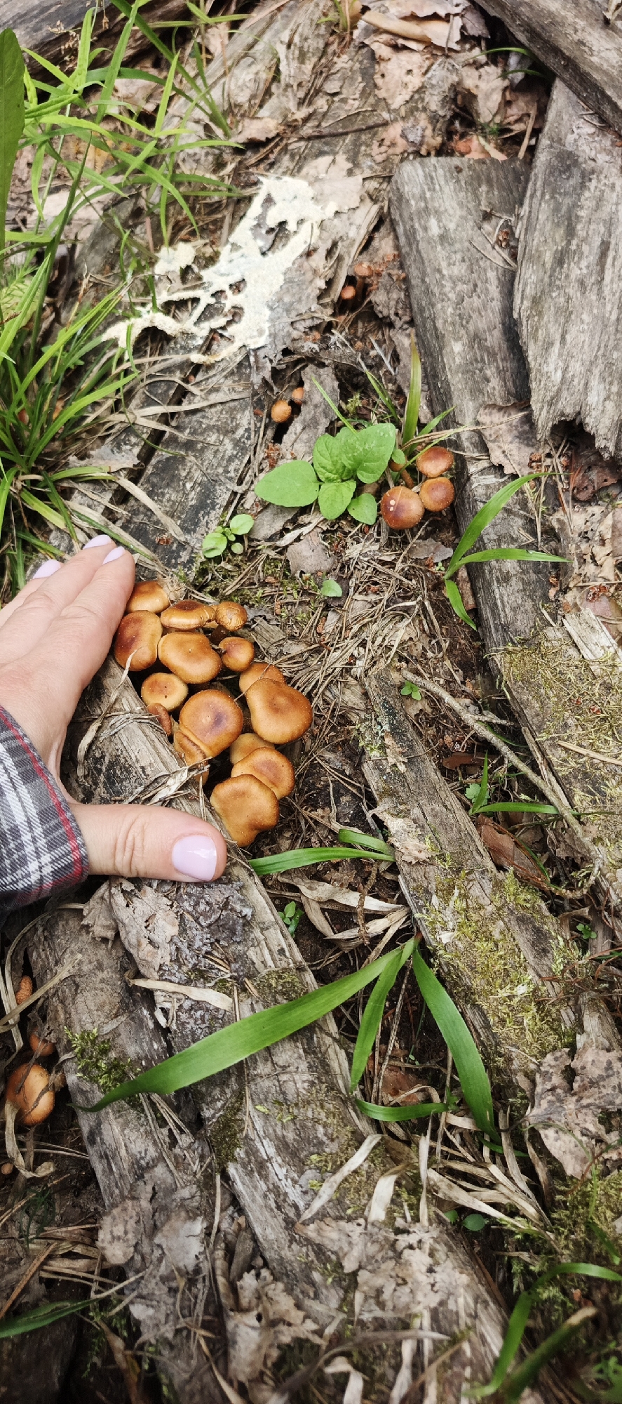 In Garevaya, Russia, a close-up, eye-level shot captures a hand gently touching a cluster of small, brown mushrooms growing on a fallen log in a forest setting. The hand, with neatly manicured nails painted a pale pink, is positioned to the left of the frame, its fingertips lightly resting on the mushroom caps. The mushrooms, varying in size and shape, are clustered together, appearing to sprout from the damp, decaying wood and surrounding forest floor. The log itself is weathered and split, with patches of green moss clinging to its surface. Surrounding the log are blades of green grass, fallen leaves, and other organic debris common to a woodland environment. In the background, more small, reddish-brown mushrooms are visible scattered among the undergrowth, along with a few vibrant green leaves from a low-lying plant. The overall impression is one of natural abundance and the quiet discovery of fungi in their habitat.