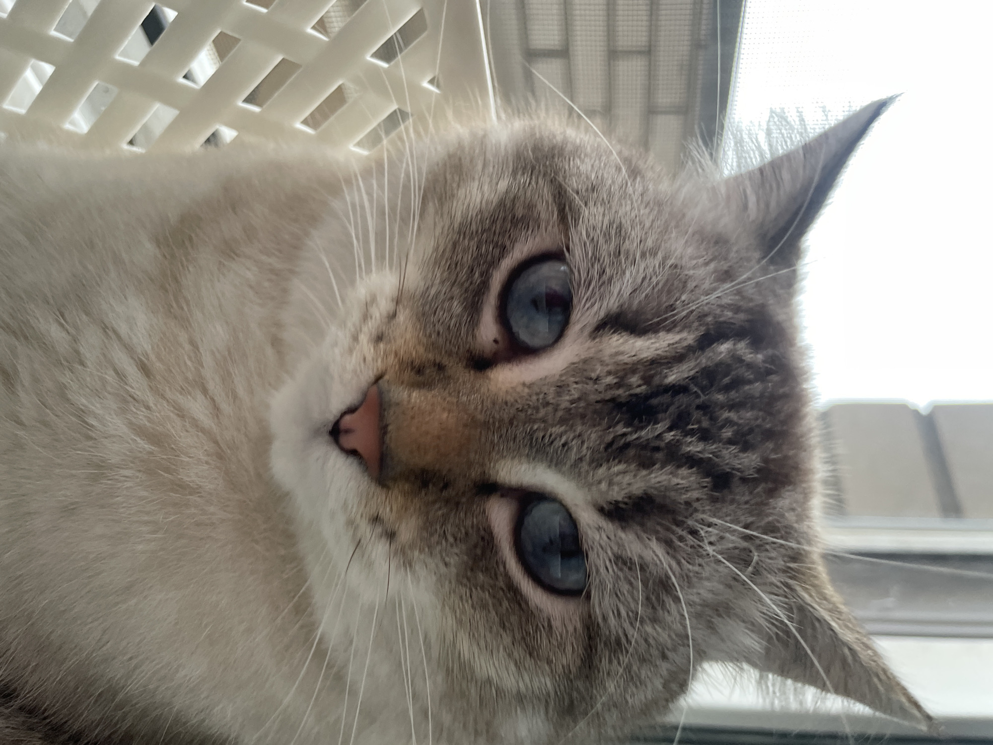 This media file is a close-up, low-angle photograph of a lynx-point Siamese cat's face, captured in a horizontal orientation. The cat has striking blue eyes, a pink nose, and its fur is a mix of cream, gray, and brown tabby markings, particularly around its ears and face. Long, white whiskers fan out from its muzzle. The cat appears to be lying down, possibly in a pet carrier or bed, as indicated by the out-of-focus white slatted object visible in the upper left portion of the image, which could be part of a crate or a bed with a patterned cover.
The lighting suggests it is daytime, possibly morning or afternoon, with a soft, diffused light source coming from the right, creating gentle shadows. The background is blurred and bright, suggesting the cat might be near a window, with a hint of what could be a window screen or sheer curtain visible. The overall mood is calm and intimate, focusing entirely on the cat's expressive face. There is no visible text in the image. The location context is Votkinsk, Russia, but this information is not visually discernible from the photograph itself.