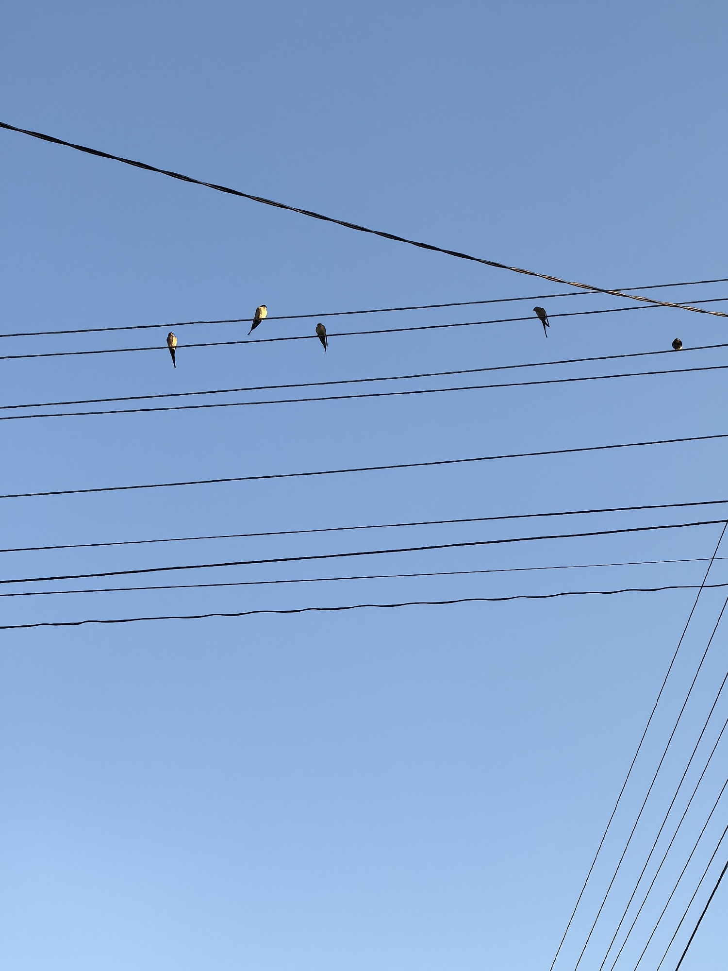 The image shows several birds perched on overhead power lines against a clear, light blue sky. There are five distinct birds visible, varying in size and coloring. The power lines are black and run horizontally across the frame, with a set of parallel wires clustered near the bottom right corner extending diagonally upward. The background is uniformly clear. There are no signs of people or other objects in the immediate view. The location is unknown.