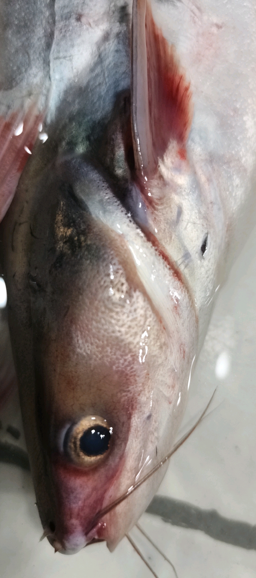The image shows a close-up, overhead view of a dead fish, likely in a white basin or container. The fish is mostly silver and gray with some red accents on its fins and gills. Its eye is dark brown and appears to be intact. The fish has visible whiskers. The overall impression is one of a raw ingredient or a recently caught specimen. There is no indication of Jambi, Indonesia, or any urban setting in the image.