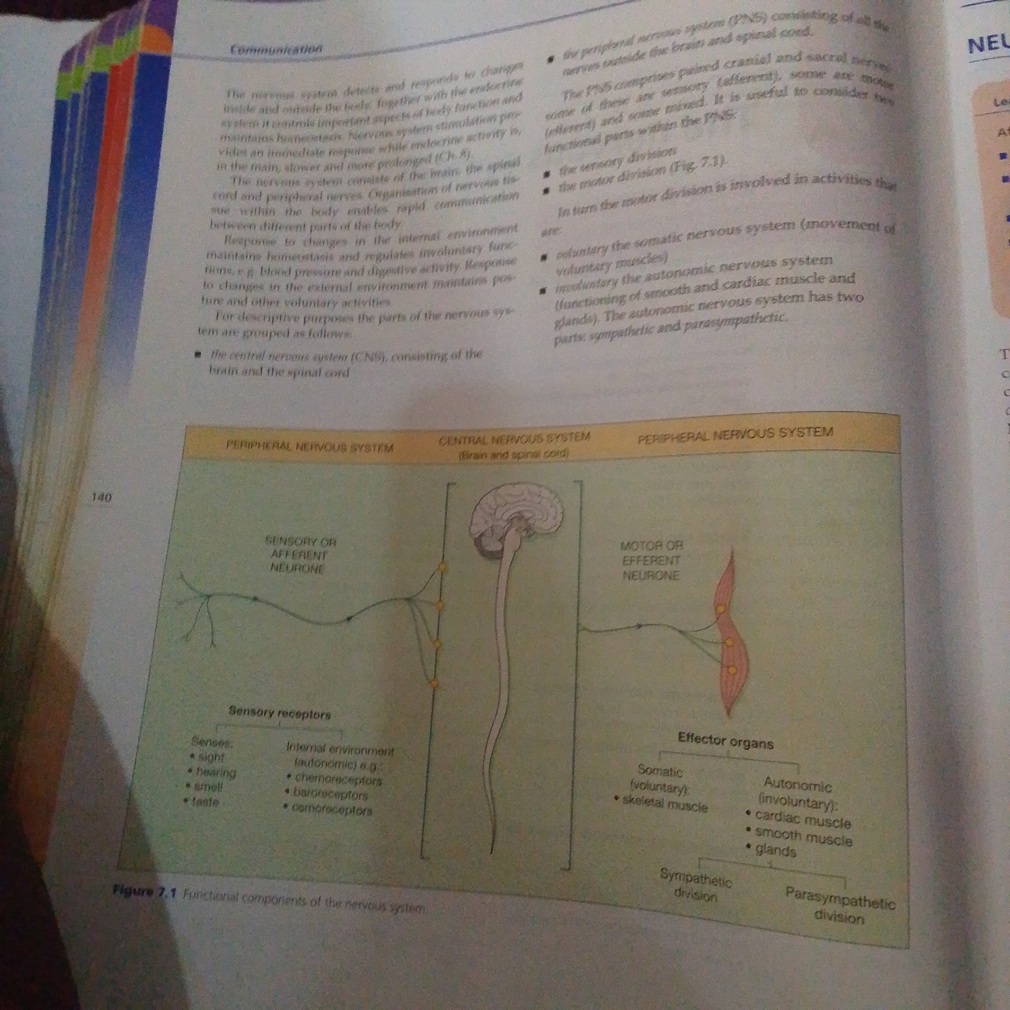 The image shows a page from a textbook, likely an anatomy or biology textbook given the diagrams and text. The central subject is the human nervous system, with a large diagram illustrating its functional components, divided into the Central Nervous System (brain and spinal cord) and the Peripheral Nervous System. The diagram labels and differentiates sensory or afferent neurons from motor or efferent neurons. It also categorizes effector organs into somatic (voluntary) and autonomic (involuntary) systems, with the autonomic system further divided into sympathetic and parasympathetic divisions. Another section details sensory receptors, listing senses like sight, hearing, smell, and taste, and internal environment receptors like chemoreceptors, baroreceptors, and osmoreceptors.
Accompanying the diagrams are blocks of text explaining the nervous system's role in communication, its structure (CNS and PNS), and the functions of its different divisions. Specific text includes headings such as "Communication," "Central Nervous System (Brain and spinal cord)," "Peripheral Nervous System," "Sensory receptors," and "Effector organs." A figure caption reads "Figure 7.1 Functional components of the nervous system." The page number "140" is visible on the left side. The setting is clearly an educational context, with the content designed to inform and explain complex biological concepts. There are no people or any indication of a specific time of day, weather conditions, or location cues beyond it being a printed educational resource. The overall tone is informative and academic.