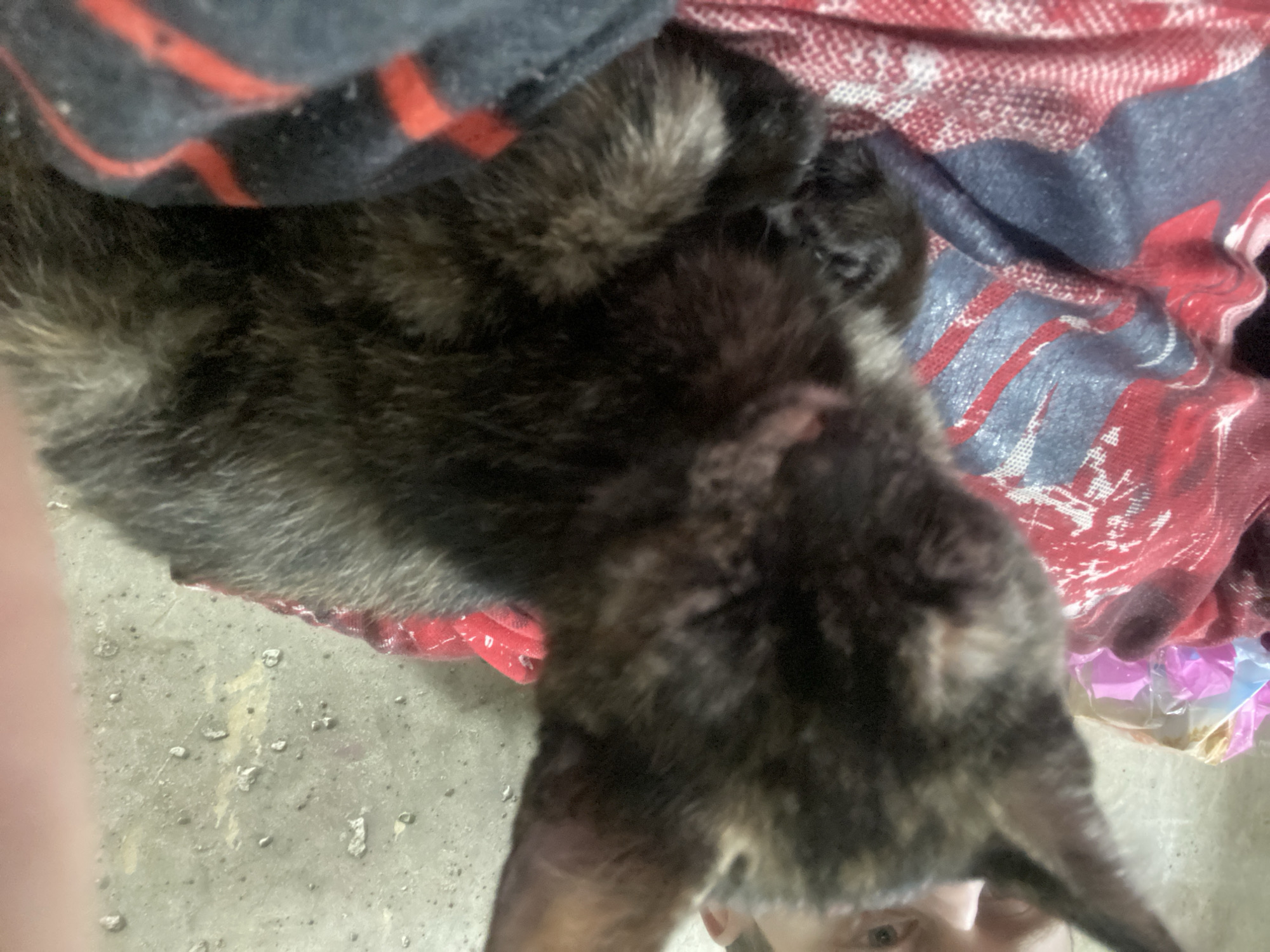 A close-up, slightly blurry, indoor photograph shows a person's head and shoulders behind a tortoiseshell kitten. The kitten is lying down, curled up on a red and blue patterned fabric. The person's face is partially obscured by the kitten, with only their eyes and forehead visible. The background is a plain, textured concrete wall. The scene appears to be in a domestic setting. No specific location in Samara, Russia can be determined from the image.