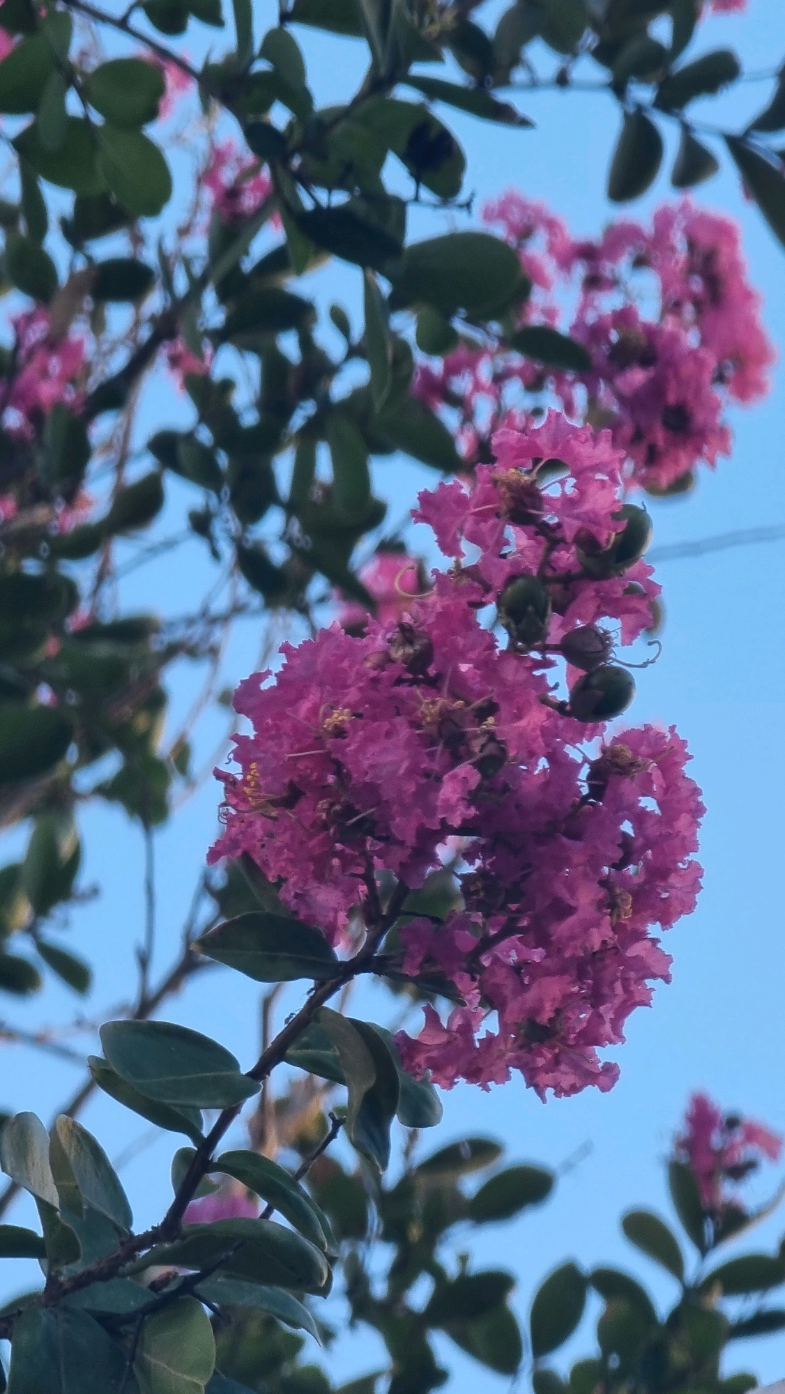 The image shows a close-up view of a flowering tree branch against a bright blue sky. The flowers are a vibrant pink or fuchsia color, with delicate, ruffled petals. Some of the flowers are in full bloom, while others are still in bud or are developing seed pods, which are a dark green color. The leaves on the branch are a deep green, with a slightly glossy appearance. The branch itself is thin and brown, with a rough texture. The background is a clear, cloudless blue sky, suggesting it is daytime. The lighting is bright, casting soft shadows on the leaves and flowers. There is no indication of the location within Sant Joan Les Fonts, Spain, as the image focuses solely on the natural elements of the tree.