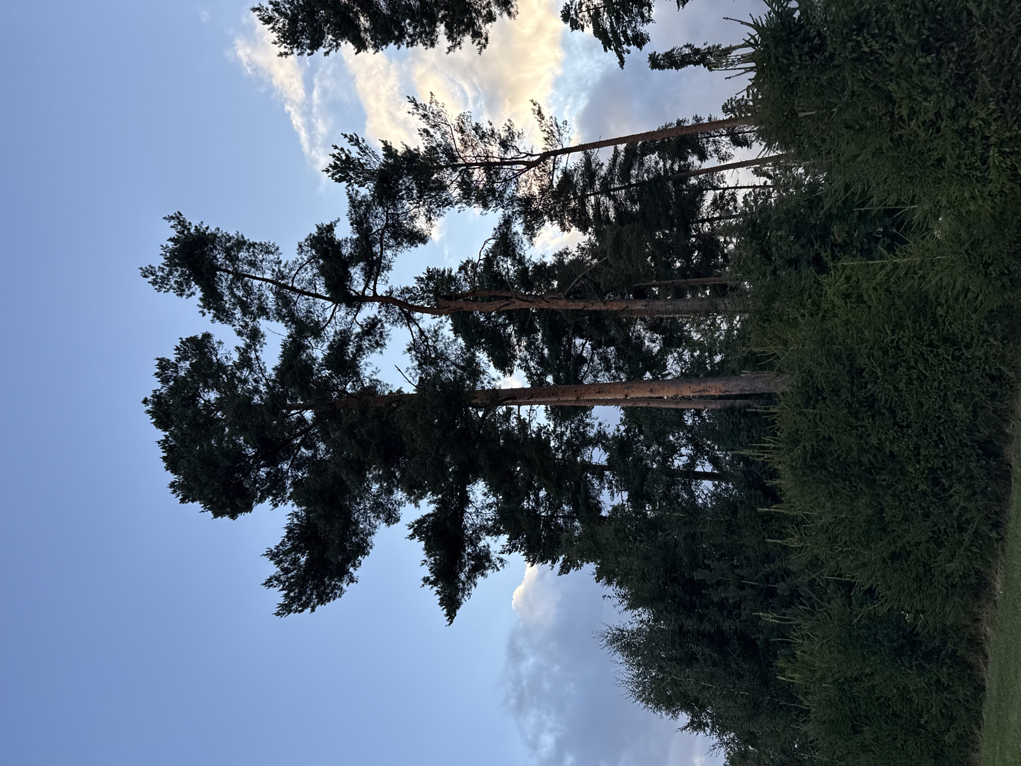 The image depicts a dense forest with tall pine trees silhouetted against a twilight sky. The sky is a gradient of pale blue to darker blue with scattered clouds, some of which are illuminated by the setting sun, casting a warm hue. The foreground is filled with a thick growth of evergreen trees, possibly spruce or fir, forming a dense underbrush. The overall scene suggests a natural, uncultivated landscape, likely in a rural or semi-rural area. The specific location is identified as Uuesalu, Estonia. No people or animals are visible in the image.
