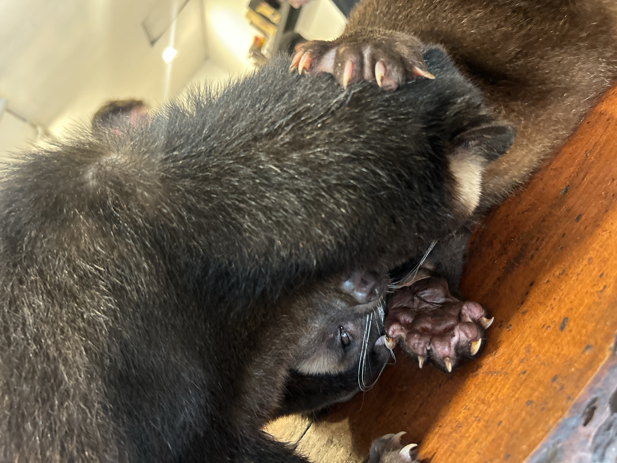 The image shows a close-up view of two young otters resting on a wooden surface. One otter, with dark fur, is positioned in the foreground and its head is partially obscured by its own body and the other otter. The second otter, with lighter brown fur, is behind the first and its paw is resting on the first otter's head. Both otters appear to be sleeping or resting, displaying a sense of calm and togetherness. The lighting suggests an indoor environment, possibly a sanctuary or a home where the otters are cared for. The wooden surface they are on has a warm, natural tone. The overall impression is one of peaceful repose and the natural bond between young animals. No text is visible in the image.