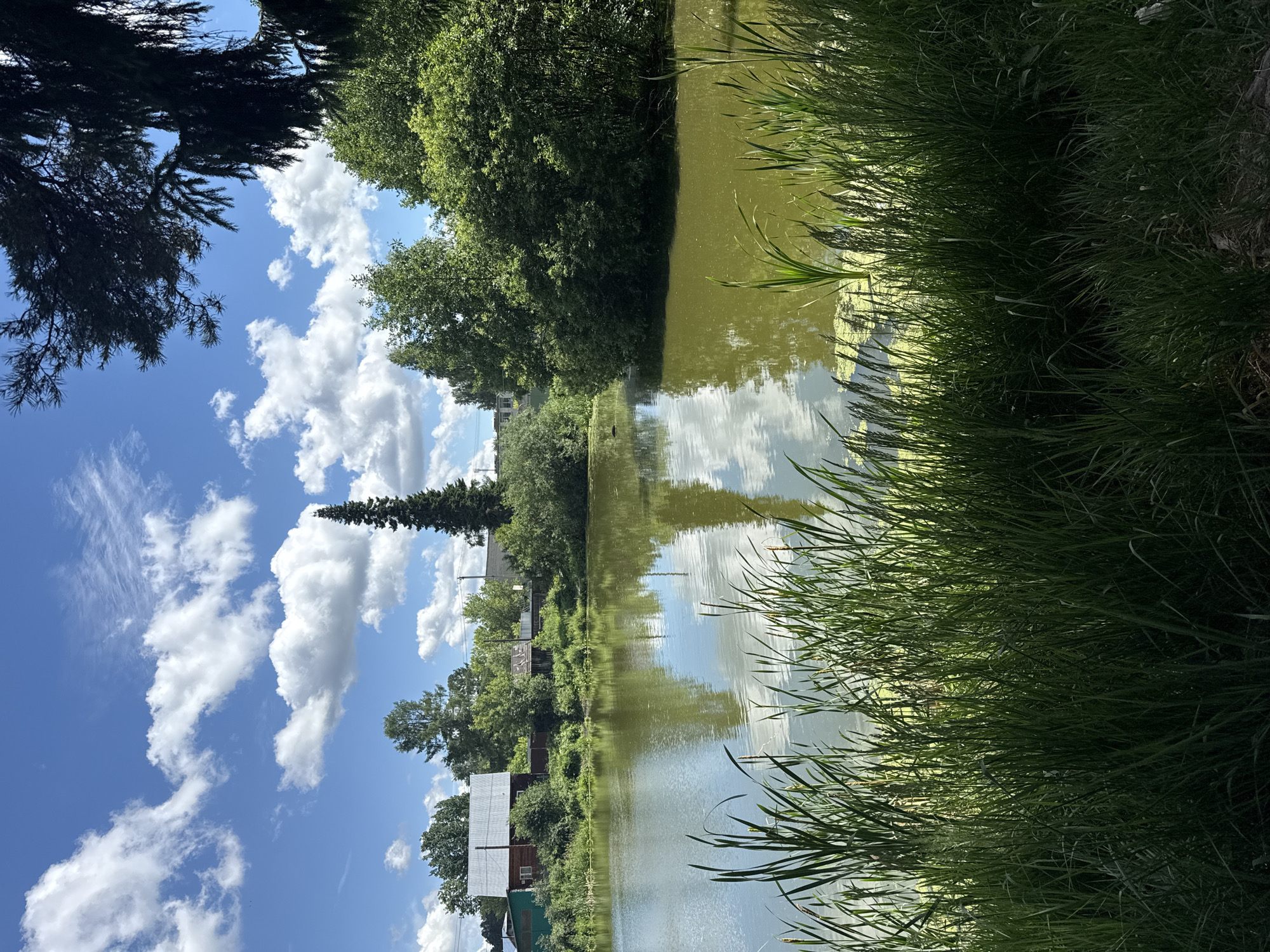 This image depicts a tranquil natural scene with a body of water, likely a pond or small lake, in the foreground. The water's surface is slightly rippled, reflecting the bright blue sky dotted with fluffy white clouds and the surrounding greenery. Tall reeds and grasses grow along the edge of the water in the immediate foreground, obscuring the lower portion of the scene.
In the middle ground, the opposite bank of the water is lined with lush green trees and vegetation. Behind the trees, several buildings are visible, appearing to be houses or small structures with reddish-brown roofs and wooden walls. A tall, slender evergreen tree stands prominently amongst the other trees.
The background features a clear blue sky with scattered clouds, suggesting a pleasant, sunny day. The overall atmosphere is peaceful and idyllic, characteristic of a rural or semi-rural setting.
While the image is labeled as being from Chaikovsky, Russia, there are no specific landmarks or identifiable features within the image that definitively confirm this location without additional context. The scene presents a typical natural landscape with human habitation in the distance.