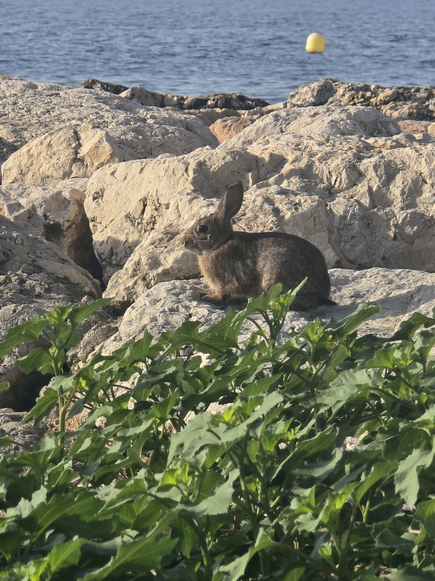 A rabbit sits on rocks near the sea, with green foliage in the foreground. The sea is calm and blue, and a yellow buoy is visible in the distance. The rocks are a light tan color, and the rabbit is brown. The foliage is lush and green. The image appears to have been taken in the city of Málaga, Spain.