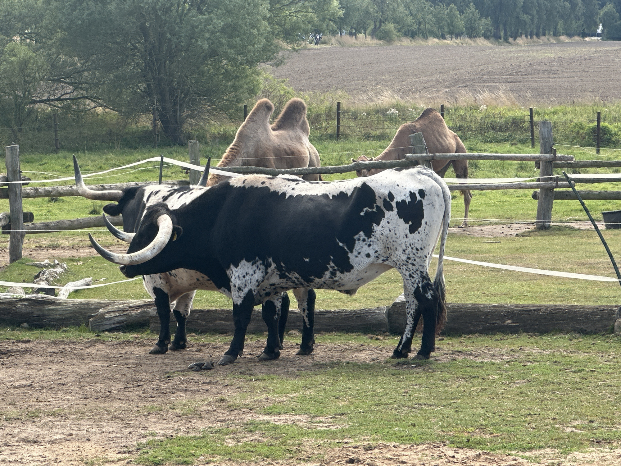 In the city of Berge, Germany, an outdoor enclosure features a variety of animals. A black and white spotted cow with large, curved horns stands prominently in the foreground, facing left. To its right, a smaller, lighter-colored cow is partially visible. In the background, two camels are present, one with its back to the camera and the other facing left. The enclosure is defined by a wooden fence with white tape. Beyond the fence, a rural landscape is visible, with trees and cultivated fields under a bright, possibly overcast sky. The ground within the enclosure is a mix of dirt and grass.