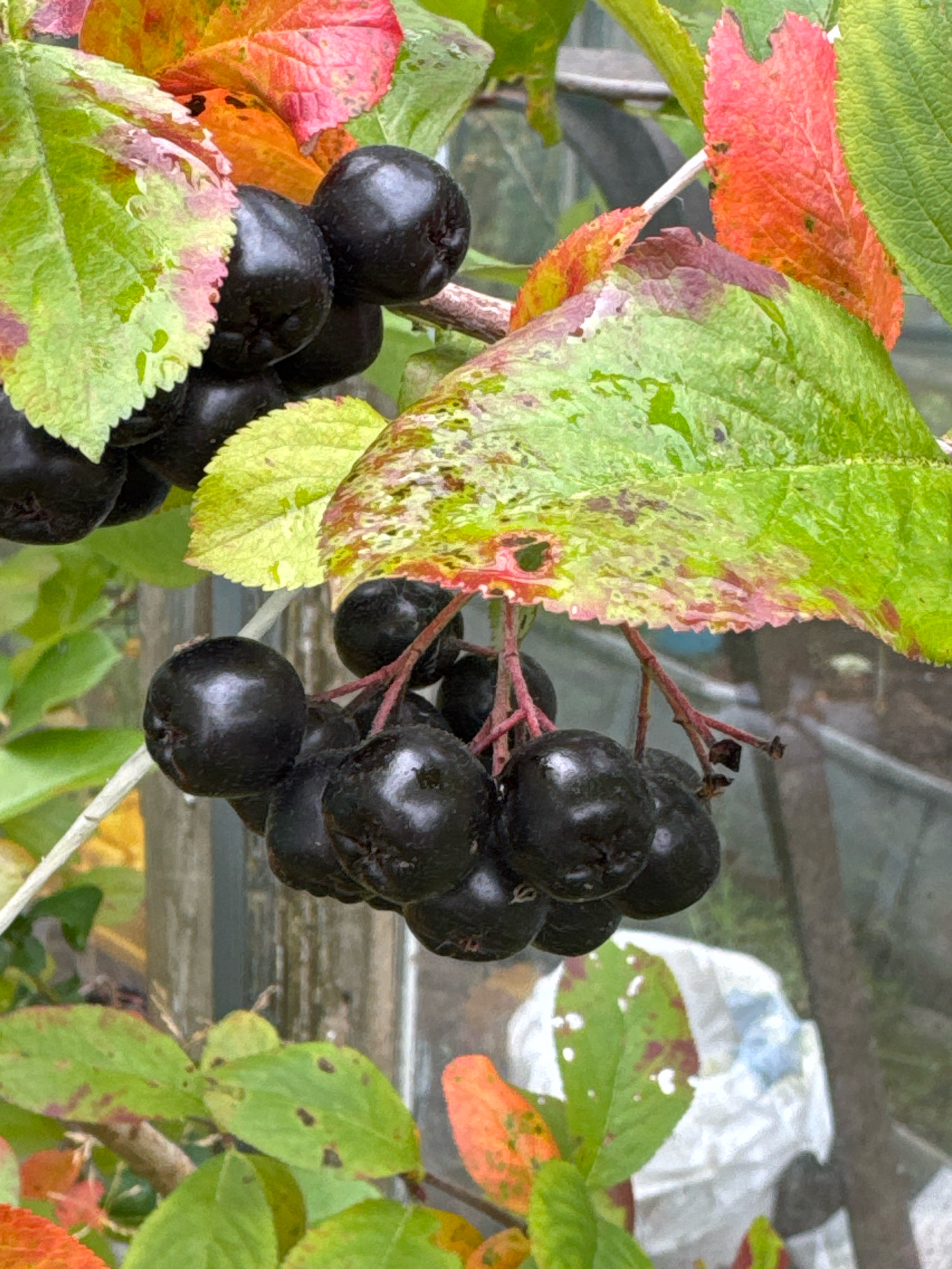 In this close-up, slightly blurry image, a cluster of dark, ripe aronia berries hangs from a branch. The berries are round and glossy, with visible stems. Surrounding the berries are several leaves, some vibrant green and others tinged with red and orange, indicating the autumn season. A few of the leaves show signs of damage or holes. The background is out of focus, showing what appears to be a wooden fence or structure and some white material, possibly a bag. The overall setting suggests an outdoor environment, perhaps a garden or backyard. The image does not provide any specific information about the city of Ленинградская, Russia, or any people or actions.