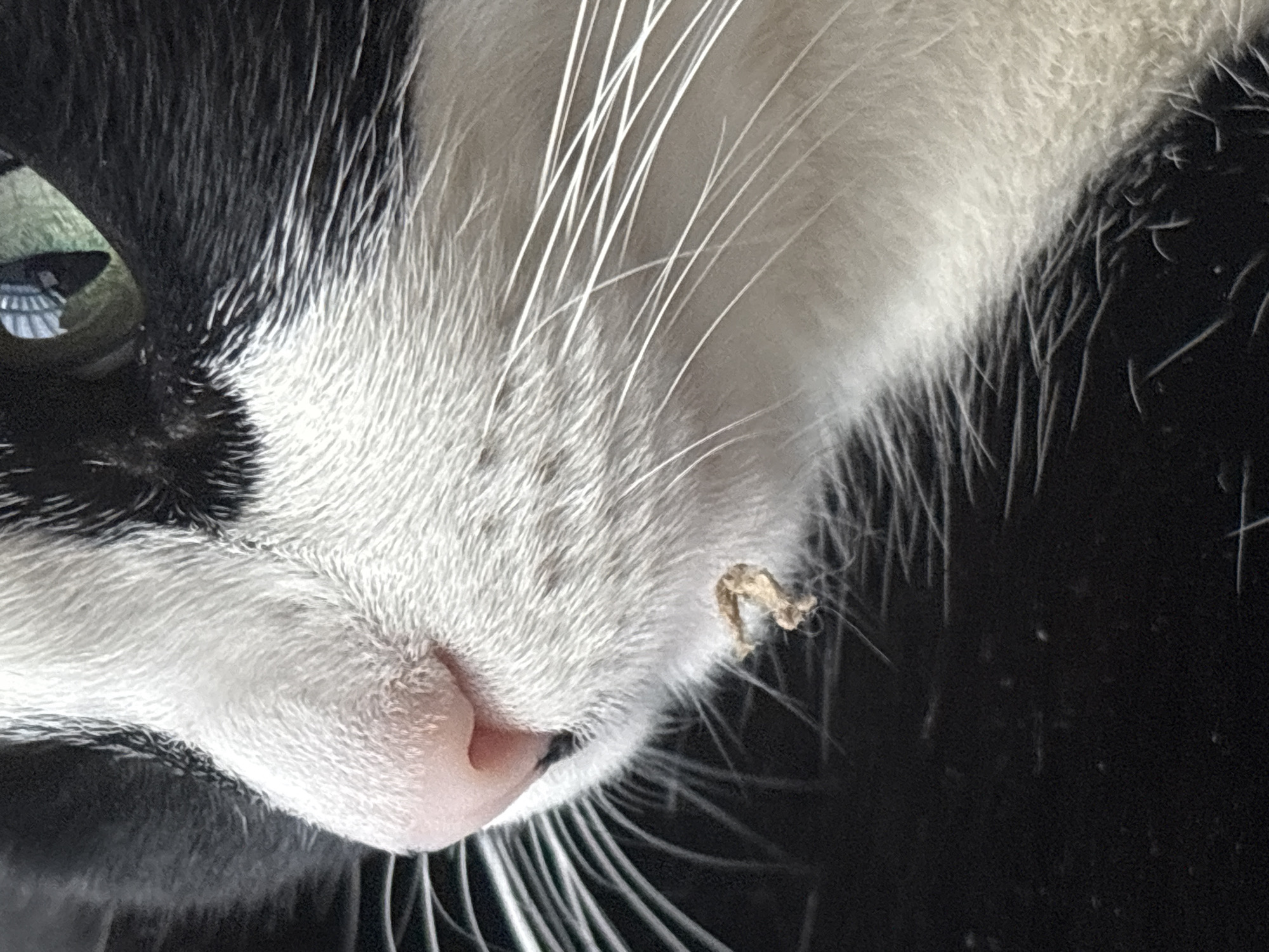 The image is a close-up, low-angle, profile view of a black and white cat's face. The cat's pink nose and white whiskers are prominent. A small, dry, brown substance is adhered to the fur below the cat's chin. The background is dark and out of focus, with a hint of the cat's green eye visible in the upper right corner. There is no discernible location within Saint Petersburg, Russia, or any other urban environment depicted.