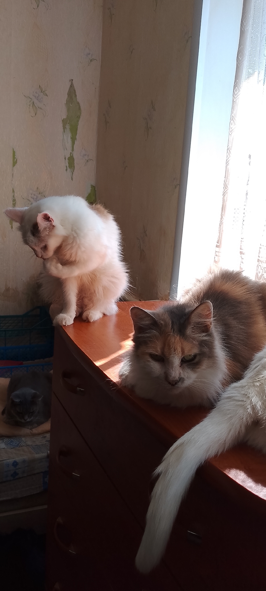 The image captures a domestic scene, likely within a residential apartment in Belgorod, Russia. The setting is a room with peeling wallpaper adorned with a floral pattern. Sunlight streams in from a window covered by a lace curtain, casting distinct shadows.
In the foreground, two cats are visible. A calico cat with white, orange, and gray markings is resting on a dark wooden surface, possibly a dresser or cabinet. Its head is lowered, and it appears to be dozing or observing something off-camera. Its tail, a fluffy white, extends towards the right side of the frame.
To the left of the calico cat and slightly further back, a fluffy white and light orange cat is perched on the same wooden surface. It is grooming itself, with its head bent down towards its paws.
In the lower left corner of the image, a gray cat is lying down on what appears to be a cushion or folded fabric, with its eyes closed.
The overall impression is one of a quiet, sunlit afternoon in a home where pets are comfortable and relaxed. The peeling wallpaper suggests an older building or a home in need of renovation.