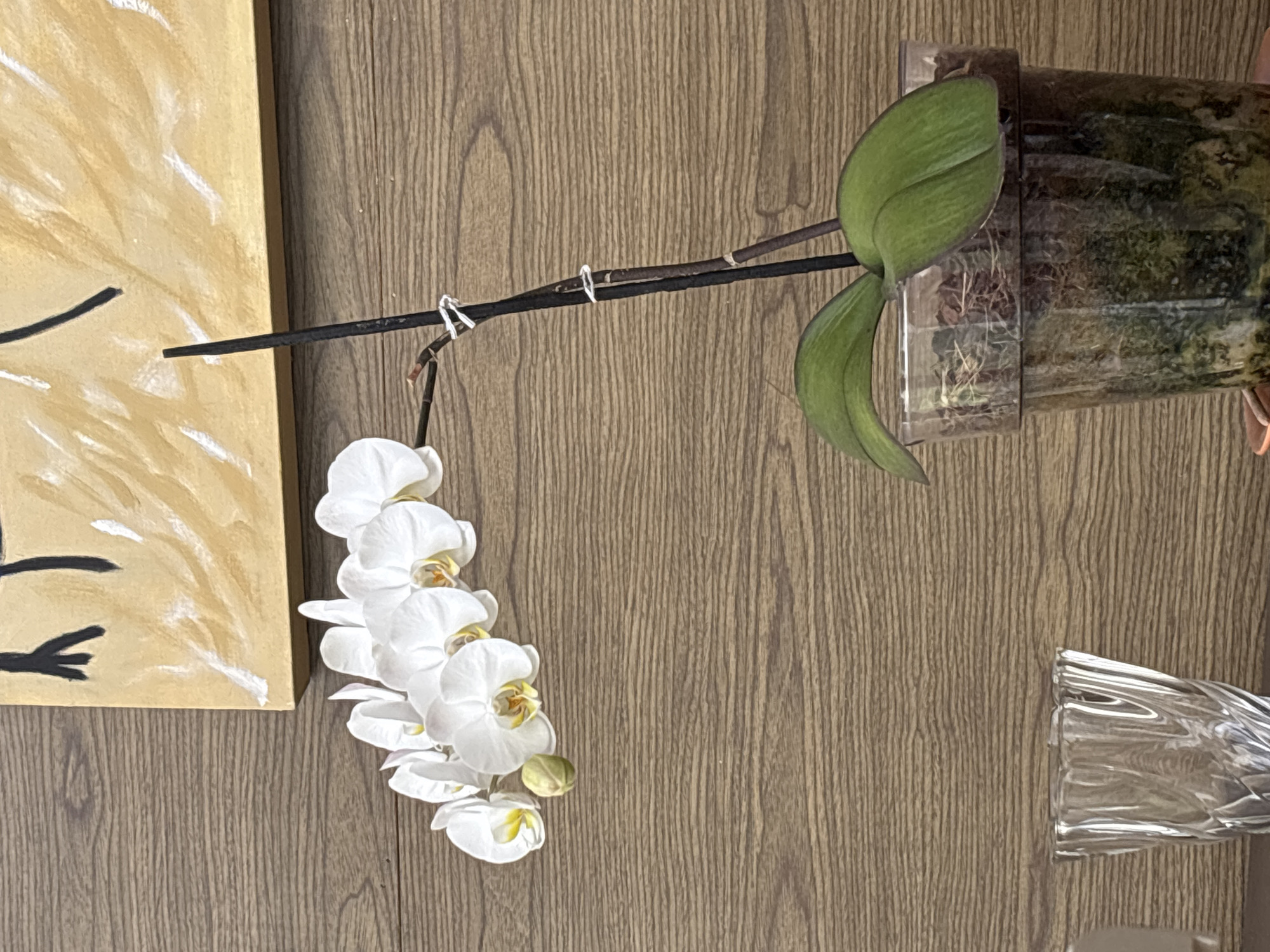 A medium-shot, eye-level photograph depicts a potted orchid on a light brown, wood-grain surface. The orchid has a tall, clear plastic pot containing visible moss and roots. The stem, supported by a black stick held in place with white clips, bears a cascade of white orchid blossoms. Two green leaves sprout from the stem near the pot. To the left of the orchid is a tan-colored painting with abstract black markings. To the right, a portion of a clear, decorative glass object is visible. The scene is presented as an indoor setting. There is no indication of San Bernardino Tlaxcalancingo, Mexico. No people are visible.