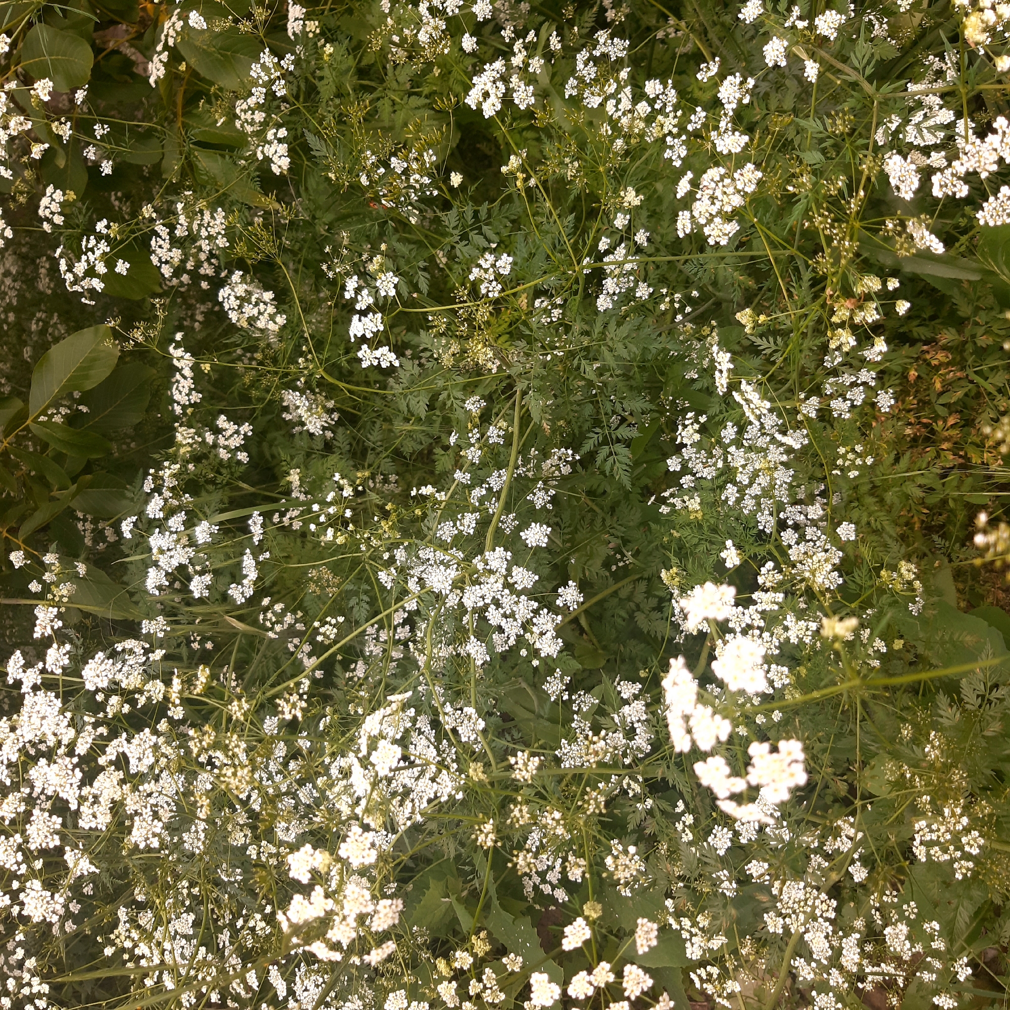 The image displays a vibrant, overhead view of a dense patch of green foliage interspersed with numerous small white flowers. The entire frame is filled with this vegetation, creating a rich tapestry of natural elements.
Thousands of tiny, star-shaped white flowers are clustered together in delicate groups, likely inflorescences, appearing to float above a bed of varied green leaves. The flowering plants exhibit finely divided, fern-like leaves, while other broader, darker green leaves from different plants are visible beneath and around them, contributing to the dense undergrowth. Slender green stems connect the flower clusters to the main plant structure.
The lighting is soft and diffused, indicating an outdoor daytime scene without direct, harsh sunlight, which accentuates the brightness of the white flowers against the darker greens. The overall impression is one of wild growth and natural beauty.
There are no people, animals, or man-made objects visible in the image. No specific activity is taking place beyond the natural growth and blooming of the plants. No text is present. The scene captures a detailed segment of a natural environment, typical of wild flora that might be found in a location like Yeghegnadzor, Armenia.
