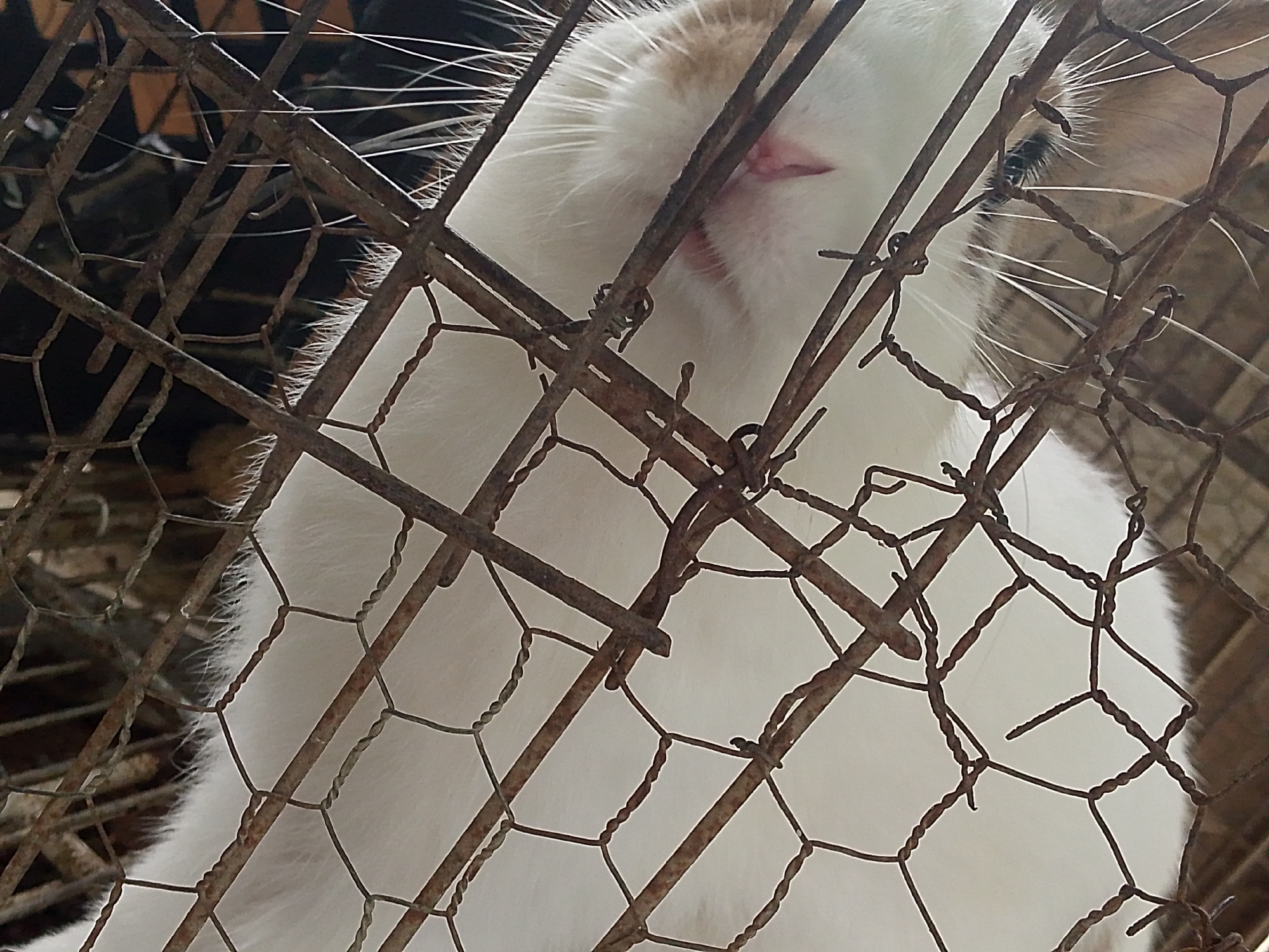 The image depicts a white cat with orange markings behind a rusty wire cage. The cat's head and chest are visible, with its pink nose and one eye partially visible through the wire. The background is dark and obscured. The location is Juan Griego, Venezuela.