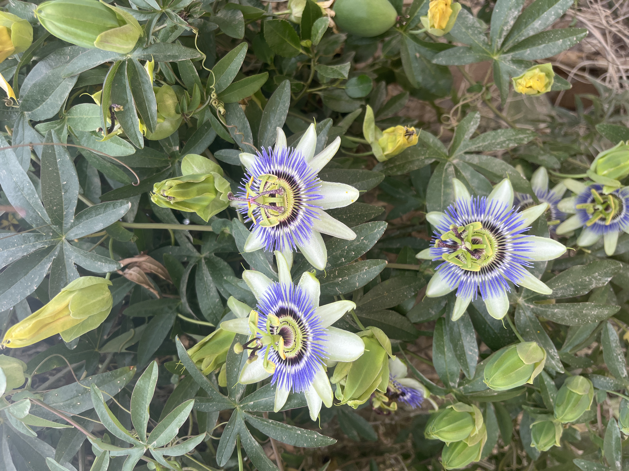 The image depicts three fully open purple passionflowers (Passiflora incarnata) surrounded by foliage and flower buds. The leaves are dark green and palmate, with 5-7 lobes. The flower buds are a light green to yellow color. The open flowers have a white petal base with concentric purple filaments radiating from the center. The center is a green and yellow with dark stamen and pistil. The background appears to be ground and additional foliage. The image location of Santeru/San Vero Milis, Italy is not confirmable from the image.