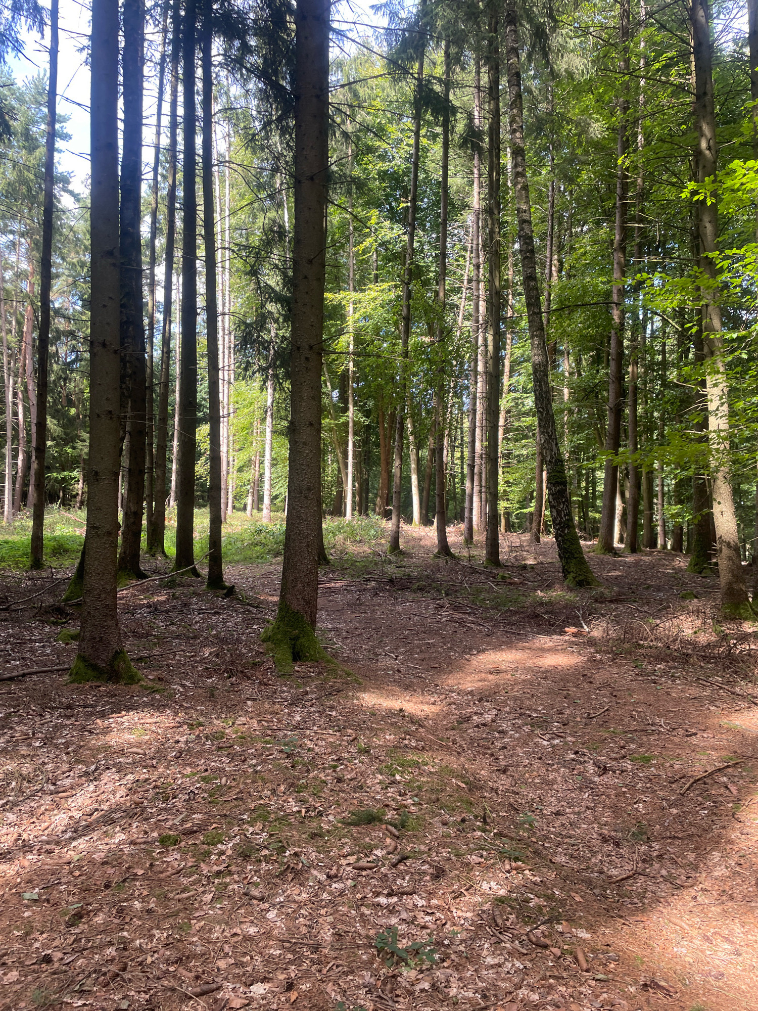 The image shows a sun-dappled forest floor covered in fallen leaves, pine needles, and small branches. Tall, slender trees with dark bark and green foliage dominate the scene, creating a dense canopy overhead. Sunlight filters through the leaves, casting shadows on the ground. The forest appears to be in a natural state, with no visible signs of human intervention or structures. The location is described as Unknown, Unknown.