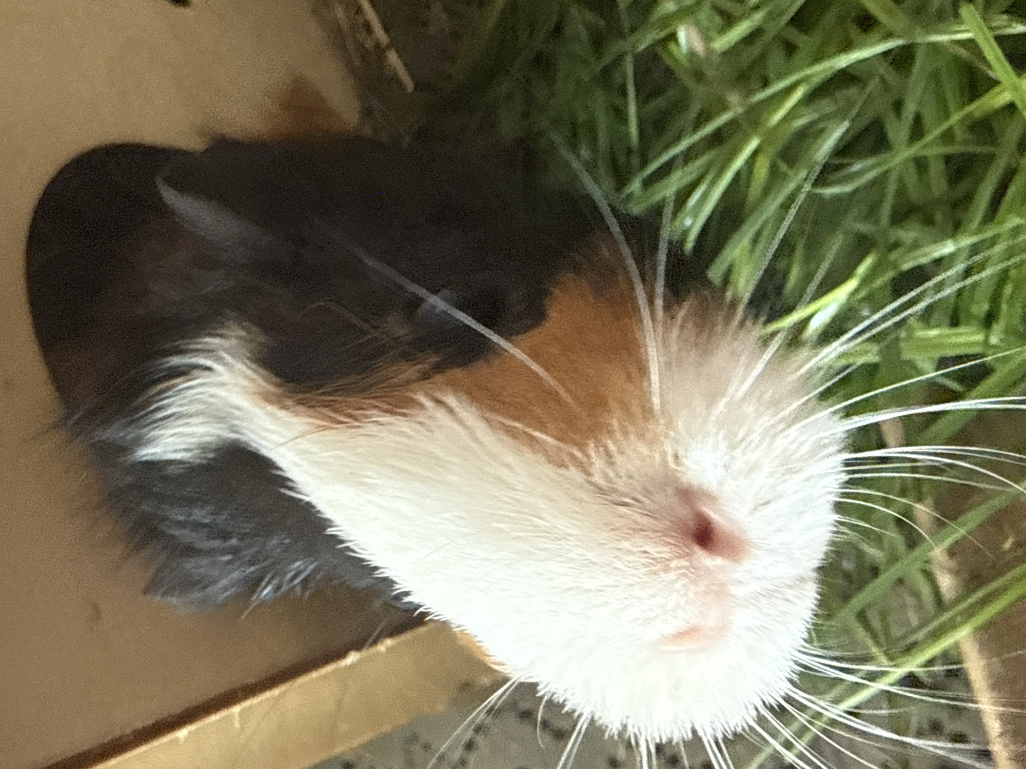 A close-up, top-down shot captures a guinea pig's face in a natural setting. The guinea pig has a white snout with pink nostrils, framed by long, white whiskers. Its fur is a mix of white, tan, and black, with the black fur prominent on its head and ears. The guinea pig is nestled amongst vibrant green grass. The background consists of a blurred wooden surface and a dark, out-of-focus area. No specific location within Almaty, Kazakhstan, can be determined from the image.