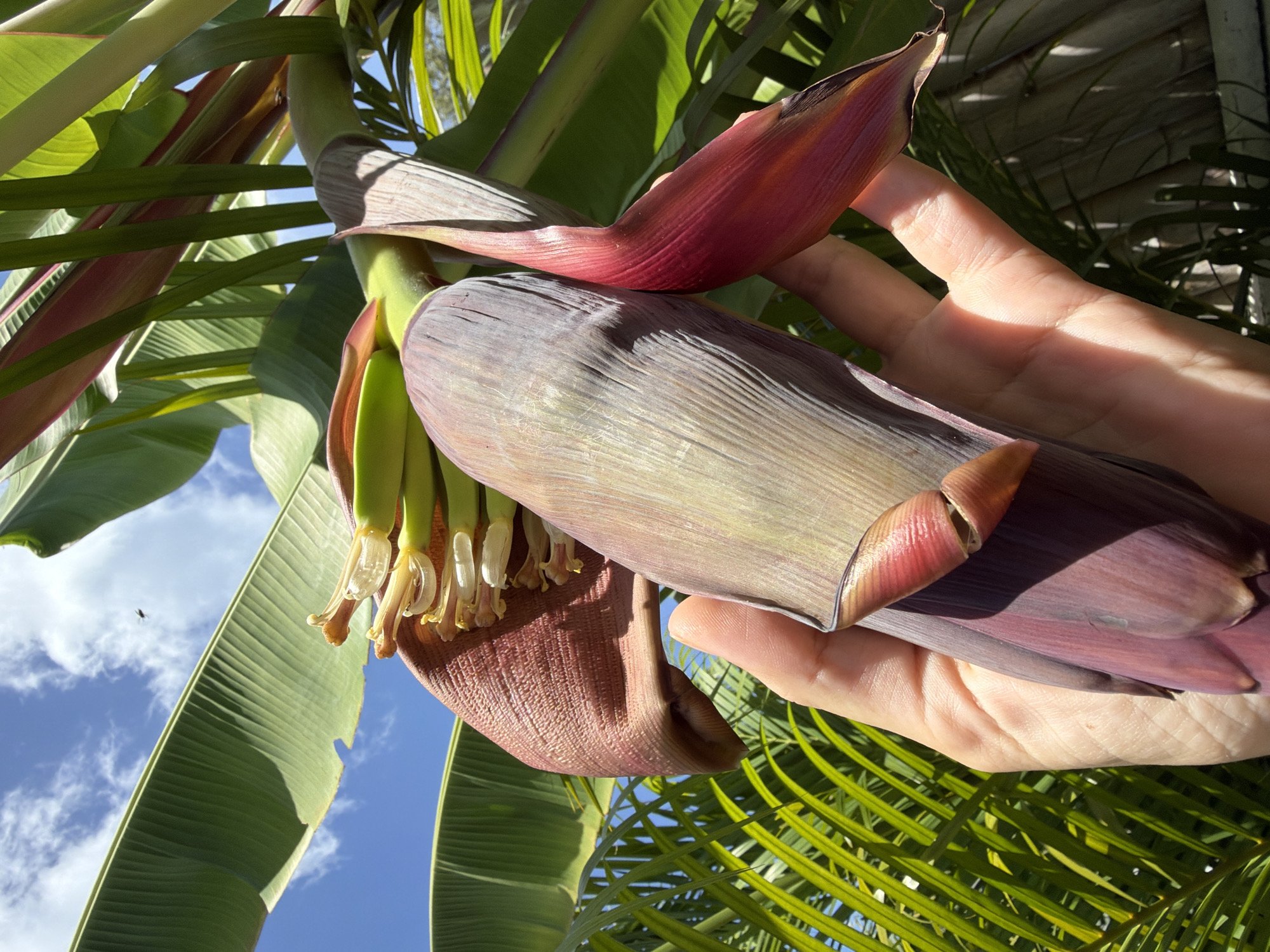 In Ko Samui District, Thailand, a hand is holding a banana blossom. The blossom is a deep reddish-purple at its tip, fading to a lighter purple and then a dusty rose color as it extends upwards. It is covered in bracts that are ribbed and appear to be made of a fibrous material. Emerging from the top of the blossom are small, light-colored banana flowers, some of which have already begun to develop into tiny bananas. The hand is positioned beneath the blossom, supporting it, and the fingers are slightly curled. The background is dominated by large, green banana leaves, which are broad and ribbed. The sky above is a vibrant blue with scattered white clouds. In the distance, a tiny insect, possibly a fly, is visible against the sky. The lighting suggests it is daytime, with sunlight casting shadows on the hand and blossom. The overall scene is of a tropical environment, capturing a close-up view of a banana plant in bloom.