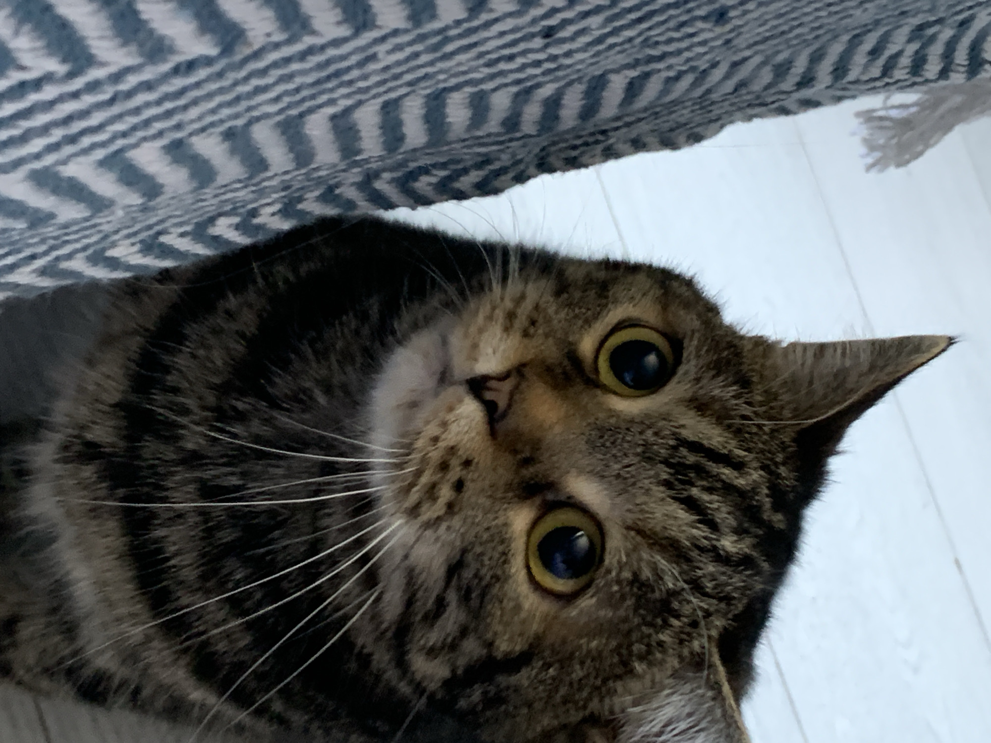 A close-up, low-angle shot shows a tabby cat looking upwards with wide, yellow eyes. The cat's fur is a mix of brown, black, and grey stripes. To the left of the cat, a textured blue and white striped fabric is partially visible, with some white tassels at the top. The background is a light-colored, wooden floor. The image was taken in the city of Stavropol, Russia.