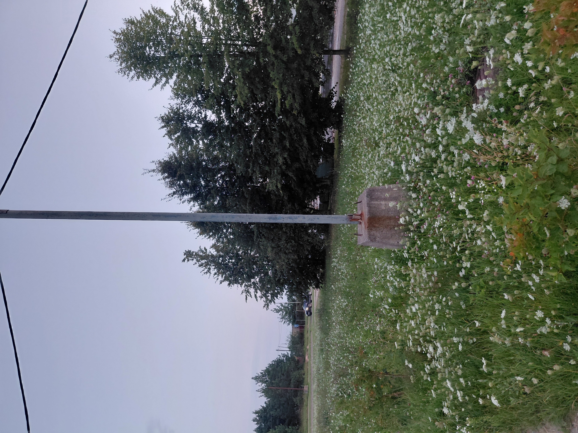 In Smarhon, Belarus, this photograph captures a serene natural scene at dusk. A tall, slender metal pole, possibly a flagstaff or light pole, stands prominently in the foreground, anchored by a weathered concrete base. It rises towards the tranquil, pale sky, crisscrossed by dark power lines. The pole is positioned on the edge of a meadow abundantly carpeted with small white wildflowers, their delicate petals creating a soft, ethereal glow. This natural expanse stretches towards a line of lush green trees in the mid-ground, their dense foliage forming a textured backdrop. Beyond the trees, a paved road is visible, with a dark-colored car driving away from the camera on the left side of the image. The overall impression is one of rural tranquility, a peaceful moment captured as day transitions into night.