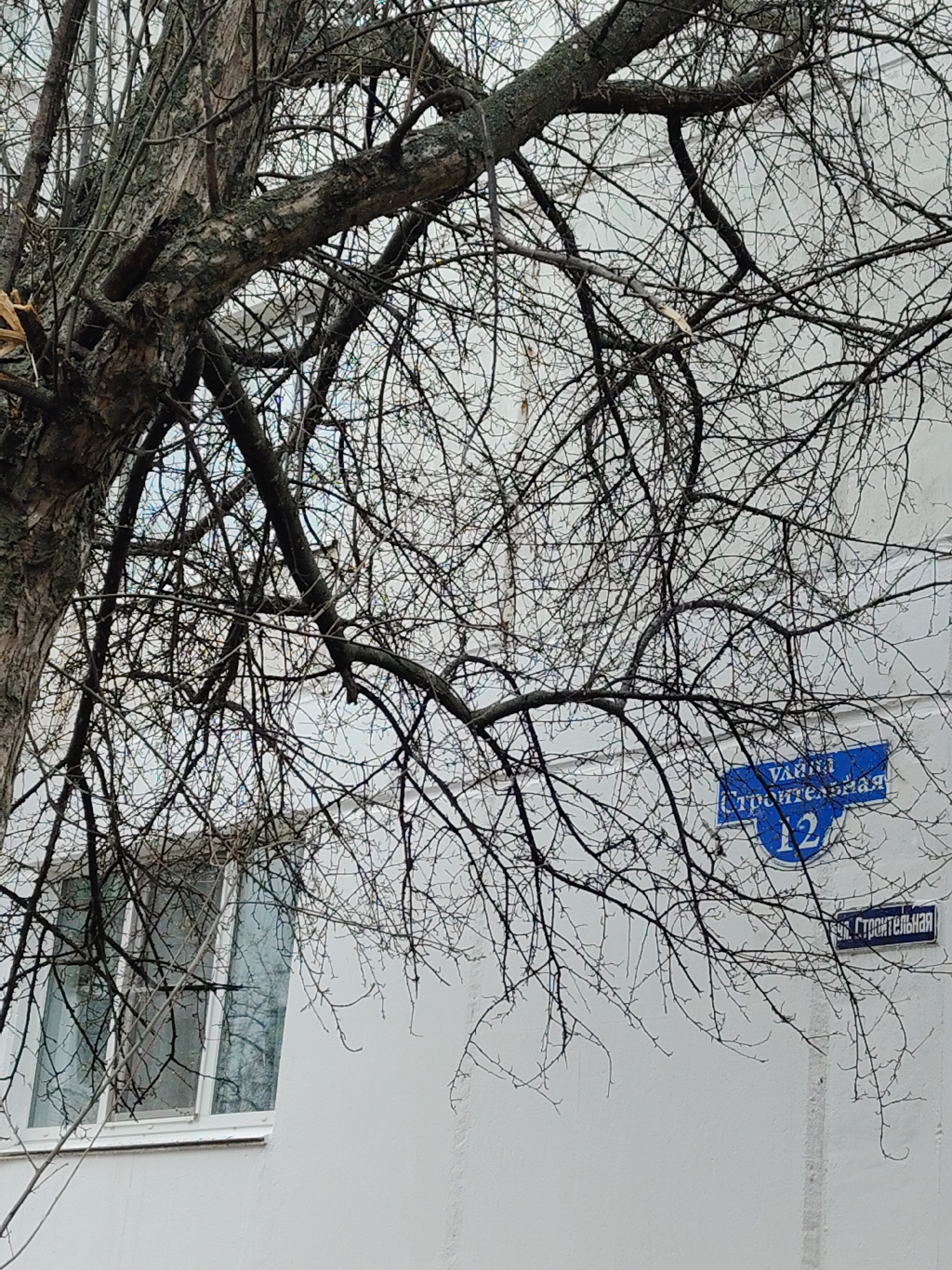 A tree with bare branches obscures much of the facade of a white building. The building has a window with multiple panes. A blue sign on the wall reads "ulitsa Stroitelnaya" (Street Construction) with the number "12". Location: Unknown, Unknown.