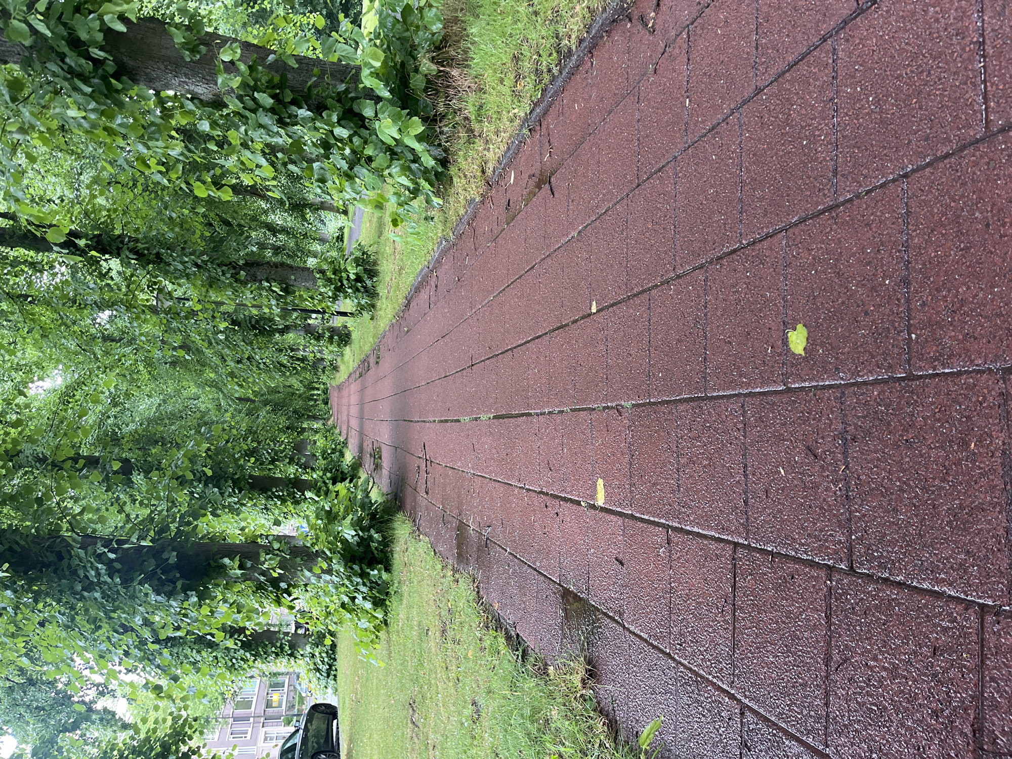 An eye-level, full shot shows a wet, red brick walkway extending into the distance, flanked by a manicured lawn and a row of tall, leafy trees. The walkway is constructed of rectangular bricks laid in a linear pattern, with visible puddles of water on its surface. The grass on either side of the path is green and well-maintained, with scattered leaves and twigs. The trees are densely leaved, creating a canopy that partially obscures the sky, suggesting it might be overcast or late in the day. In the background on the left, a dark-colored car is parked on the street, and a multi-story building is visible behind the trees. The overall impression is one of a serene, tree-lined urban pathway, possibly after a rain shower.