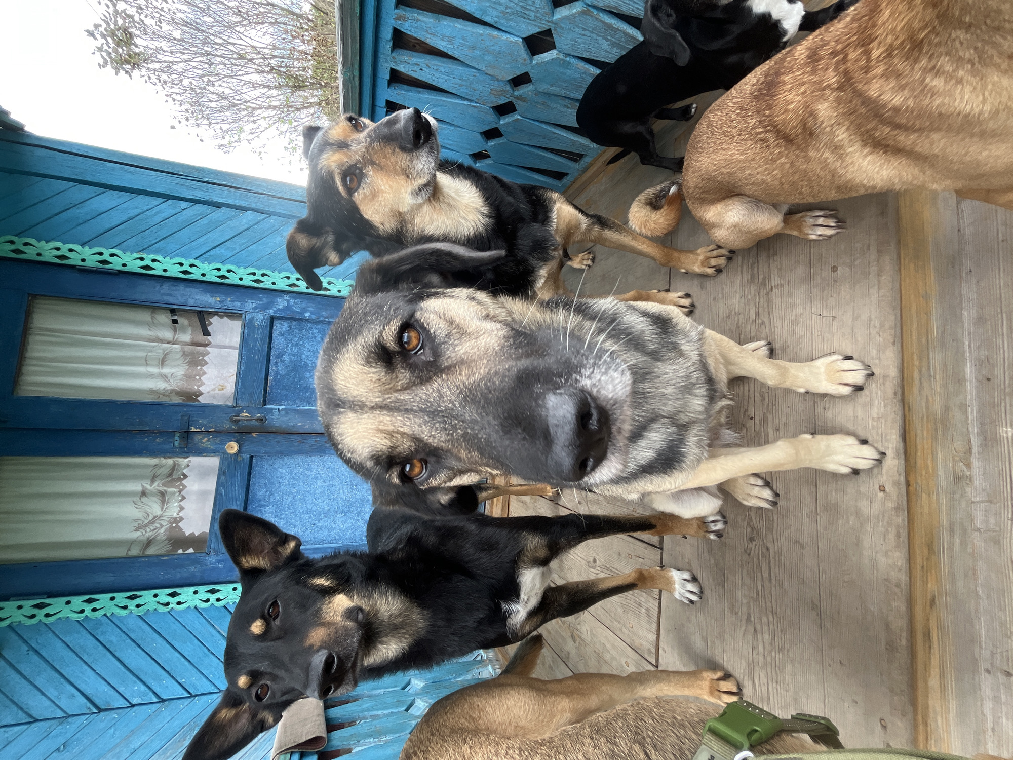 This image shows a group of dogs on a wooden porch in front of a blue wooden building with ornate trim and doors. The building appears to be a traditional Russian izba, possibly located in a rural area or the outskirts of Nizhny Tagil, Russia. The dogs, of various sizes and breeds, are looking towards the camera. The foreground is dominated by the faces of two larger dogs, one with dark fur and tan markings, and the other with a grey and black striped coat. Behind them, a black dog stands, and further back, a tan dog is partially visible. The porch is made of weathered wooden planks. The background features the blue wooden structure and a glimpse of trees and the sky, suggesting an outdoor setting. The scene is likely captured during daytime.