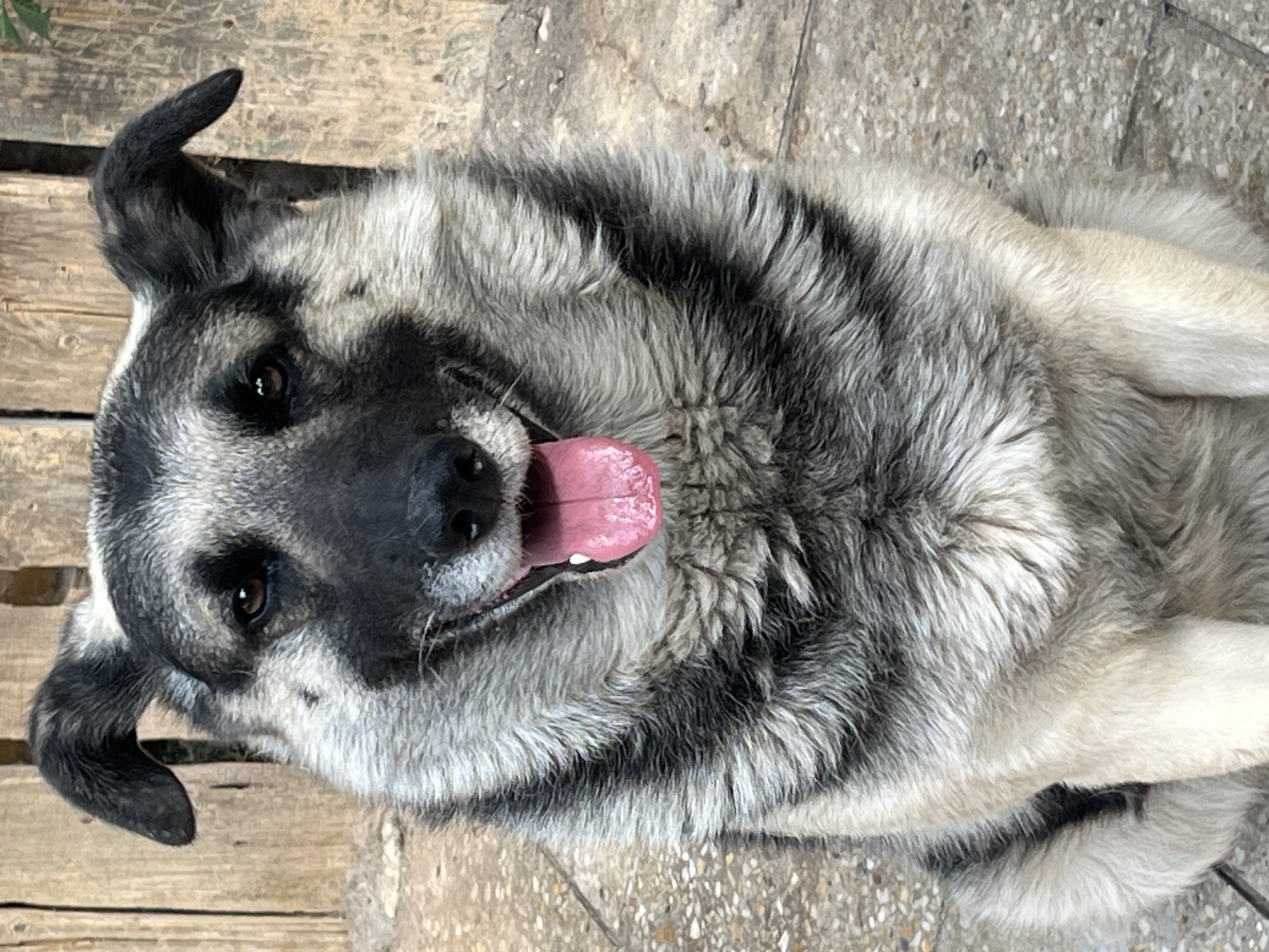 A close-up, eye-level, vertical shot shows a medium-sized dog sitting on a stone surface, facing the camera. The dog has grey and black fur, with pointed ears that are slightly cocked. Its tongue is sticking out, appearing pink and wet. The background consists of a wooden fence. The setting is outdoors, possibly in Lviv, Ukraine, though no specific landmarks are visible. The image is a still photograph with no discernible action or interaction occurring.
