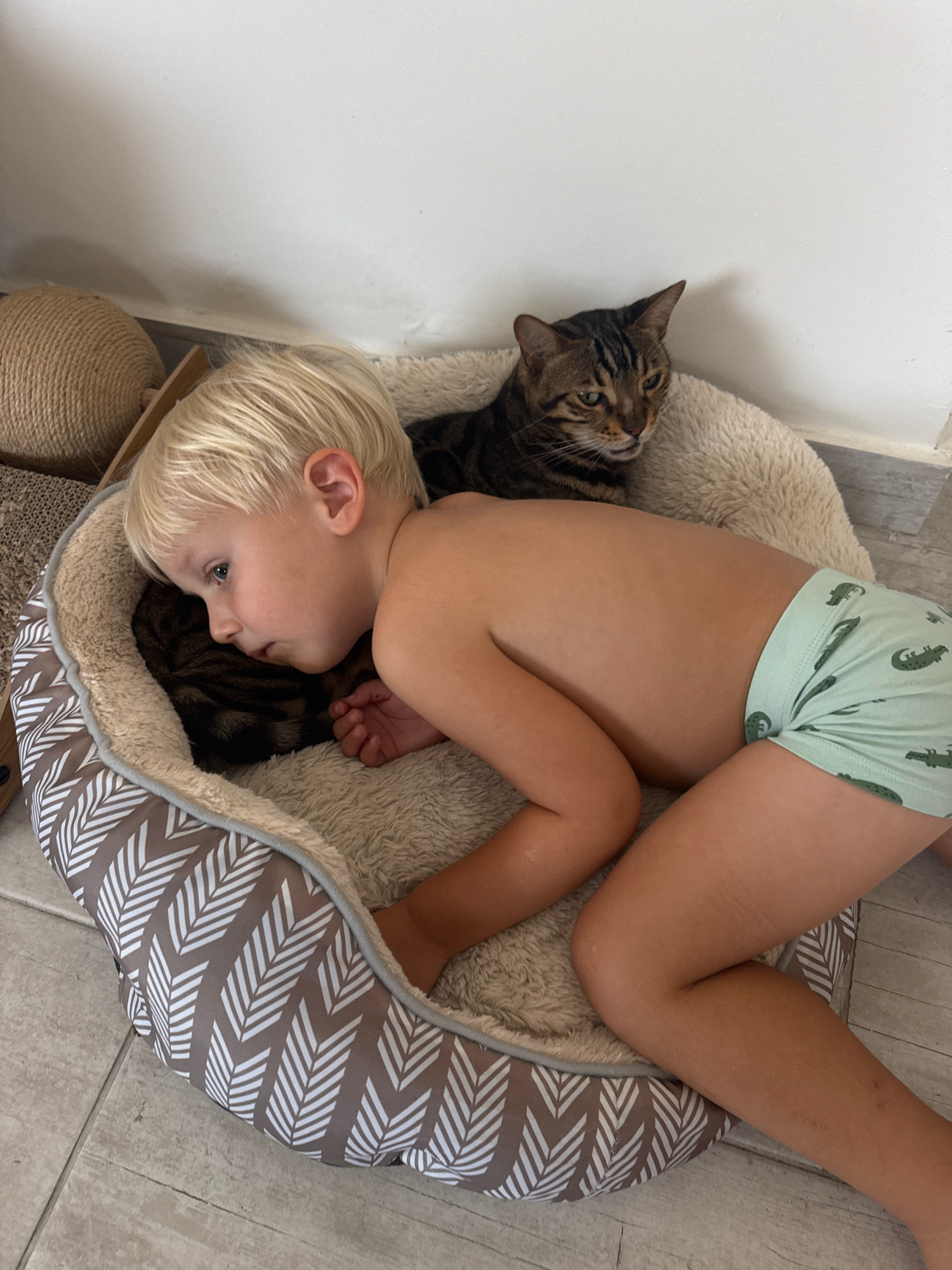 In a scene of quiet companionship, a young boy with blond hair lies nestled in a fluffy pet bed, his head resting against a tabby cat. The boy, shirtless and wearing light green boxer briefs with a subtle alligator pattern, appears to be dozing or resting deeply, his eyes closed and face turned away from the camera. Beside him, the cat, also lying in the bed, gazes intently towards the viewer. The pet bed itself is round and plush, with a soft, cream-colored interior and a patterned exterior featuring brown and white chevron-like designs.
The setting appears to be indoors, with a white wall in the background and tiled flooring visible. To the left of the frame, part of a scratching post and a large, round woven object, possibly a cat toy or bed, can be seen, suggesting a home environment conducive to pets. The lighting suggests it could be daytime, with natural light illuminating the scene. The overall mood is peaceful and intimate, highlighting the bond between the child and the cat as they share a moment of rest. There is no visible text in the image.