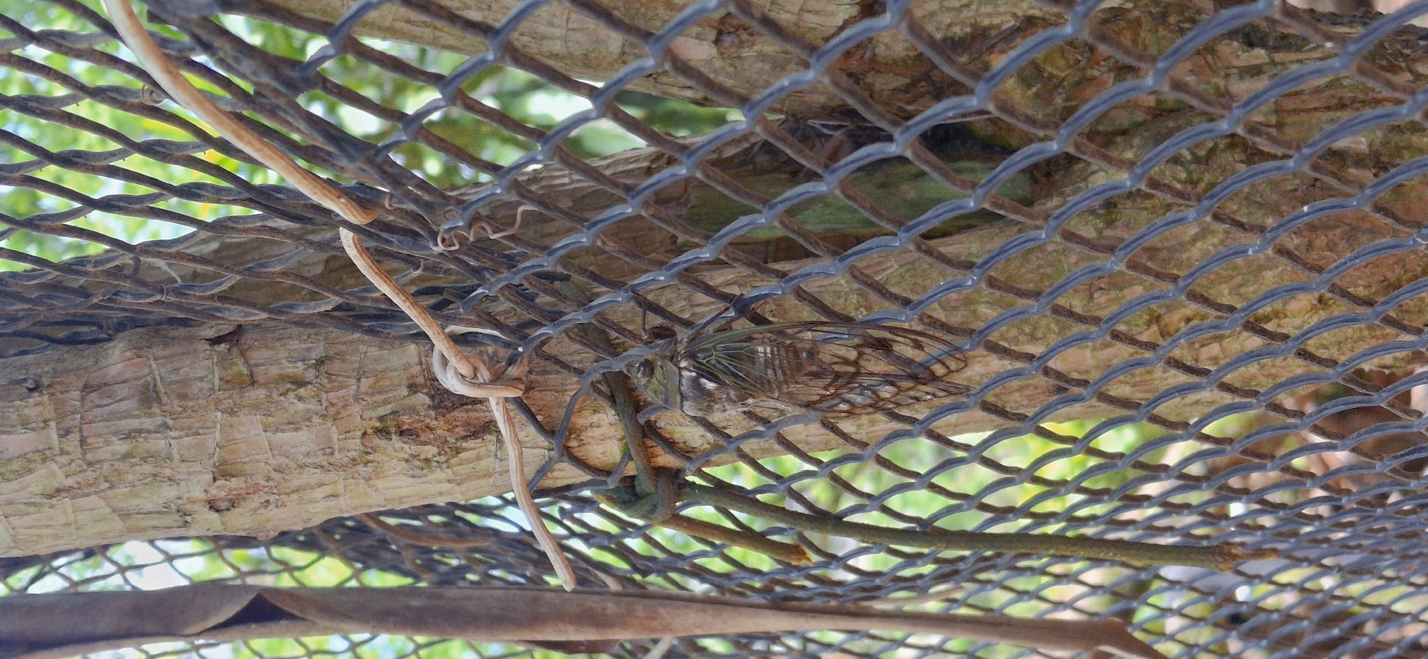 The image shows a close-up of a cicada clinging to a tree trunk that is partially obscured by a chain-link fence. The cicada is positioned in the lower right quadrant of the frame, with its wings outstretched, revealing intricate veining. The tree trunk exhibits rough, textured bark with a light brown hue. A thin, light-colored vine is twisted around the tree and the fence. The background consists of blurred green foliage, suggesting an outdoor environment. The chain-link fence's dark, metallic mesh creates a grid-like pattern across the scene. There are no people present in the image. The location in Vallecito, Venezuela is not evident from the visual information provided.