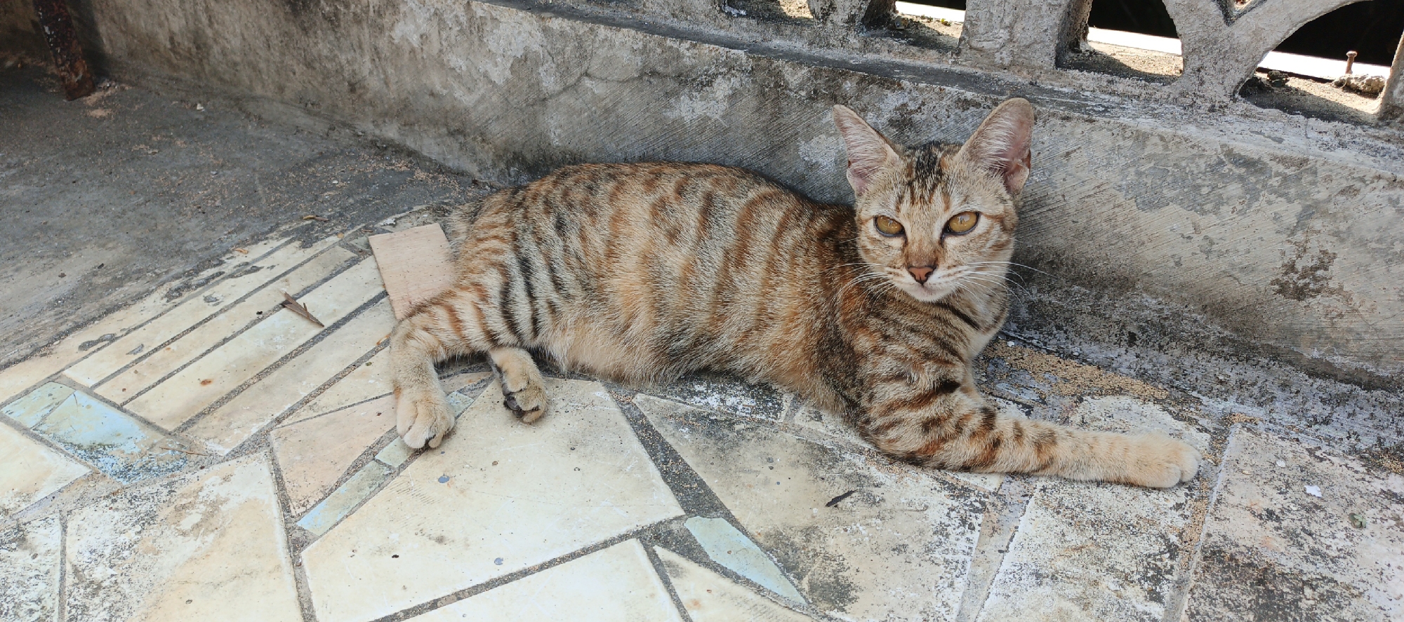 A tabby cat with orange and brown stripes lies on a tiled surface next to a concrete step. The cat is looking at the camera with yellow eyes. The tiled surface is dirty and cracked, and the concrete step is weathered. In the background, there is a concrete wall with holes in it. The scene appears to be in an outdoor area. This location is in Moyudan, Indonesia.