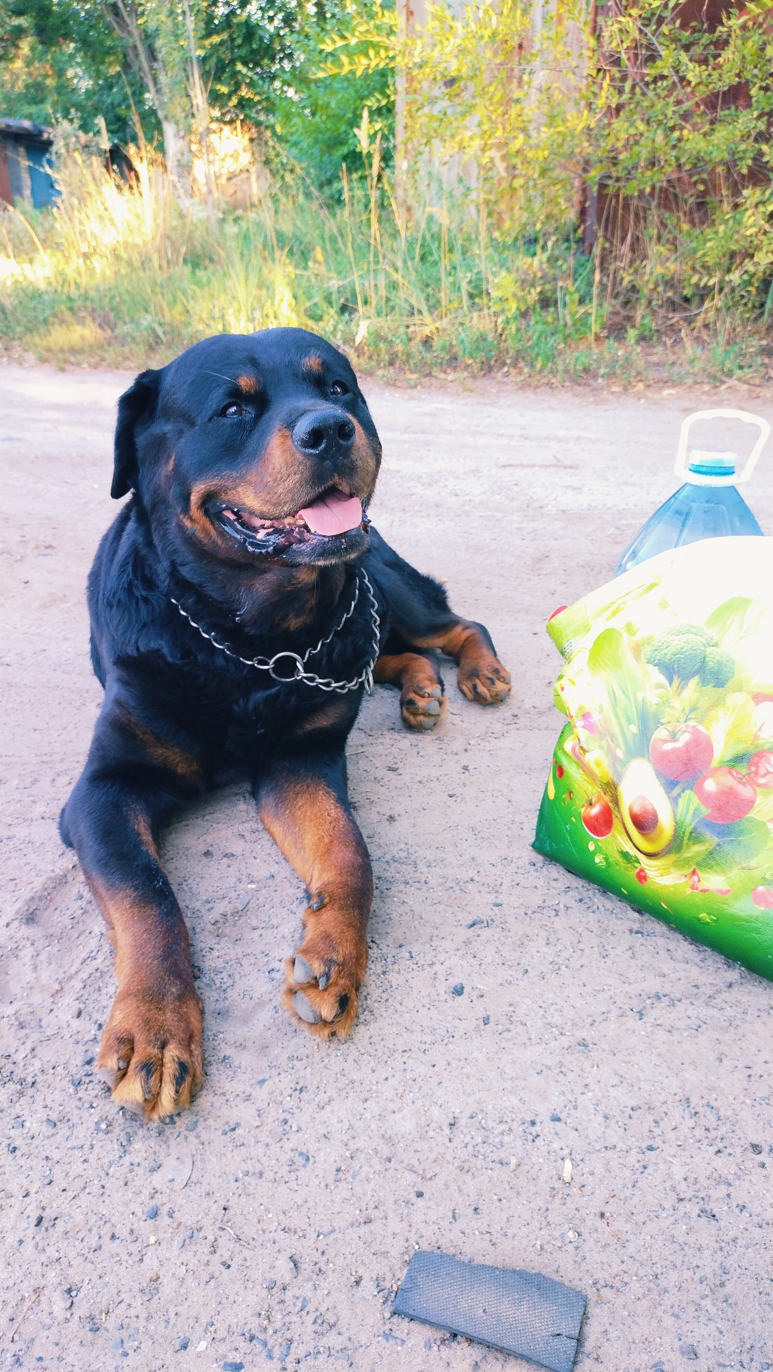 A Rottweiler dog is lying on a gravel surface in front of foliage and a building. The dog is black and tan with a silver chain around its neck. To the right of the dog are two objects: a large blue plastic jug with a handle and a brightly colored shopping bag with an image of fruits and vegetables. A small dark rectangular object lies on the ground in the lower right quadrant of the image. The scene appears to be outdoors in a rural or semi-rural setting, potentially in Horishni Plavni, Ukraine.