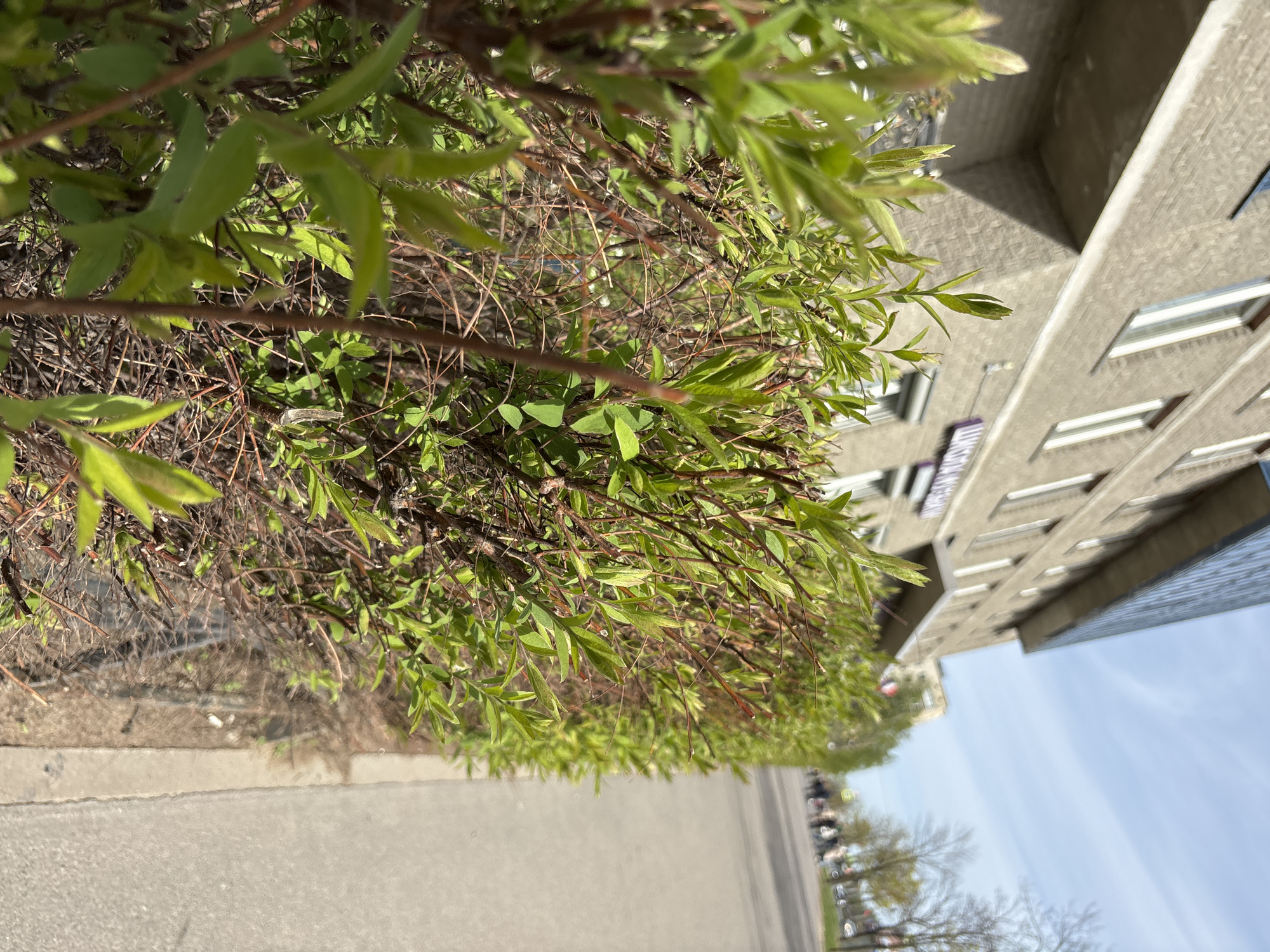 A low-angle, slightly rotated outdoor shot depicts a row of bushes lining a street in an urban environment, possibly in Unknown, Russia. The bushes have light green leaves emerging from brown branches. Adjacent to the bushes is a concrete curb and an asphalt street. The foreground is dominated by the bushes, and the background features a multi-story building with rectangular windows and a grey facade. To the right of the building, a section of the sky is visible, transitioning from pale blue near the horizon to a lighter shade higher up. Cars are parked along the street further away from the bushes. Bare trees and some trees with budding leaves are sparsely distributed behind the parked cars.
