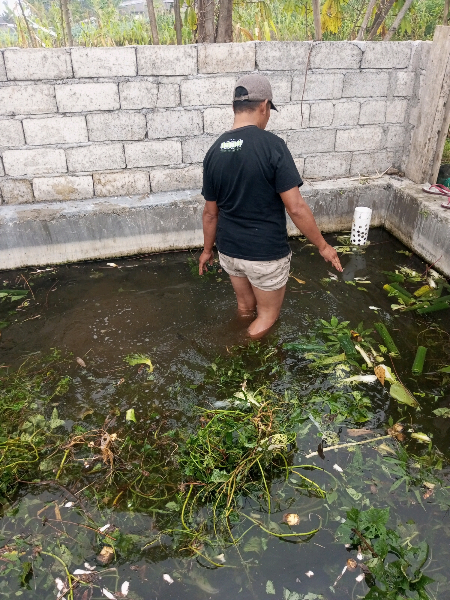 In Krasak, Indonesia, a person wearing a dark t-shirt, tan shorts, and a gray baseball cap stands with their lower legs submerged in a rectangular concrete basin filled with murky water and plant debris. The basin is lined with concrete, and its exterior walls are constructed from light-colored concrete blocks. The person is facing away from the camera, with their right arm extended into the water, seemingly interacting with the contents. Floating in the water are various green plant materials, including leaves and stalks, as well as some white debris. A white perforated pipe is visible in the water on the right side of the basin. The background shows a wall made of concrete blocks and some vegetation and trees. The overall impression is of an outdoor, possibly agricultural or waste management, setting.
