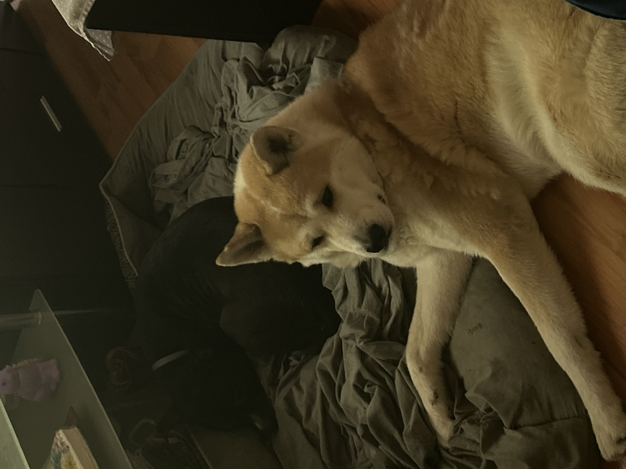 An Akita dog is lying on a grey crumpled bed sheet that is partially on the wooden floor. A dark-clad person is sitting in the background. A shelf with a toy is in the lower-left corner of the image. The location is unknown, but it may be Sofia, Bulgaria.